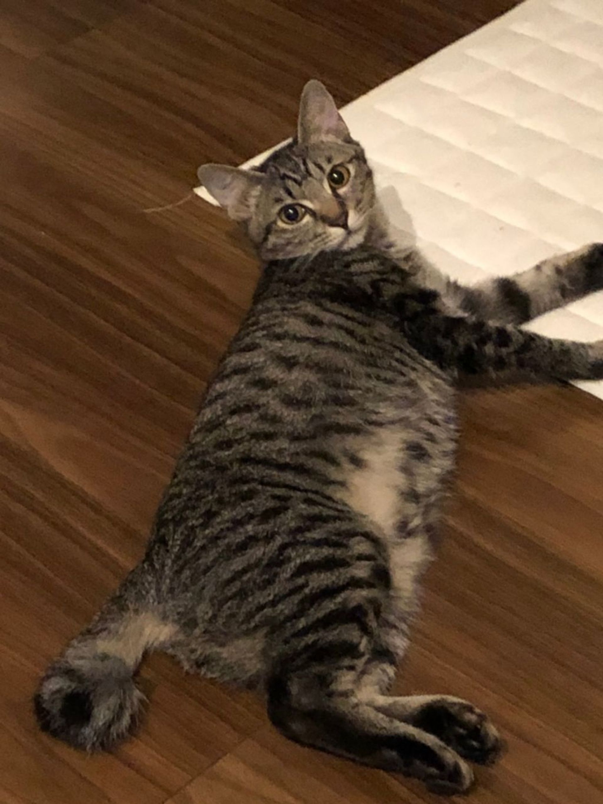 雑種（ミックス猫）・メスの里親募集の写真