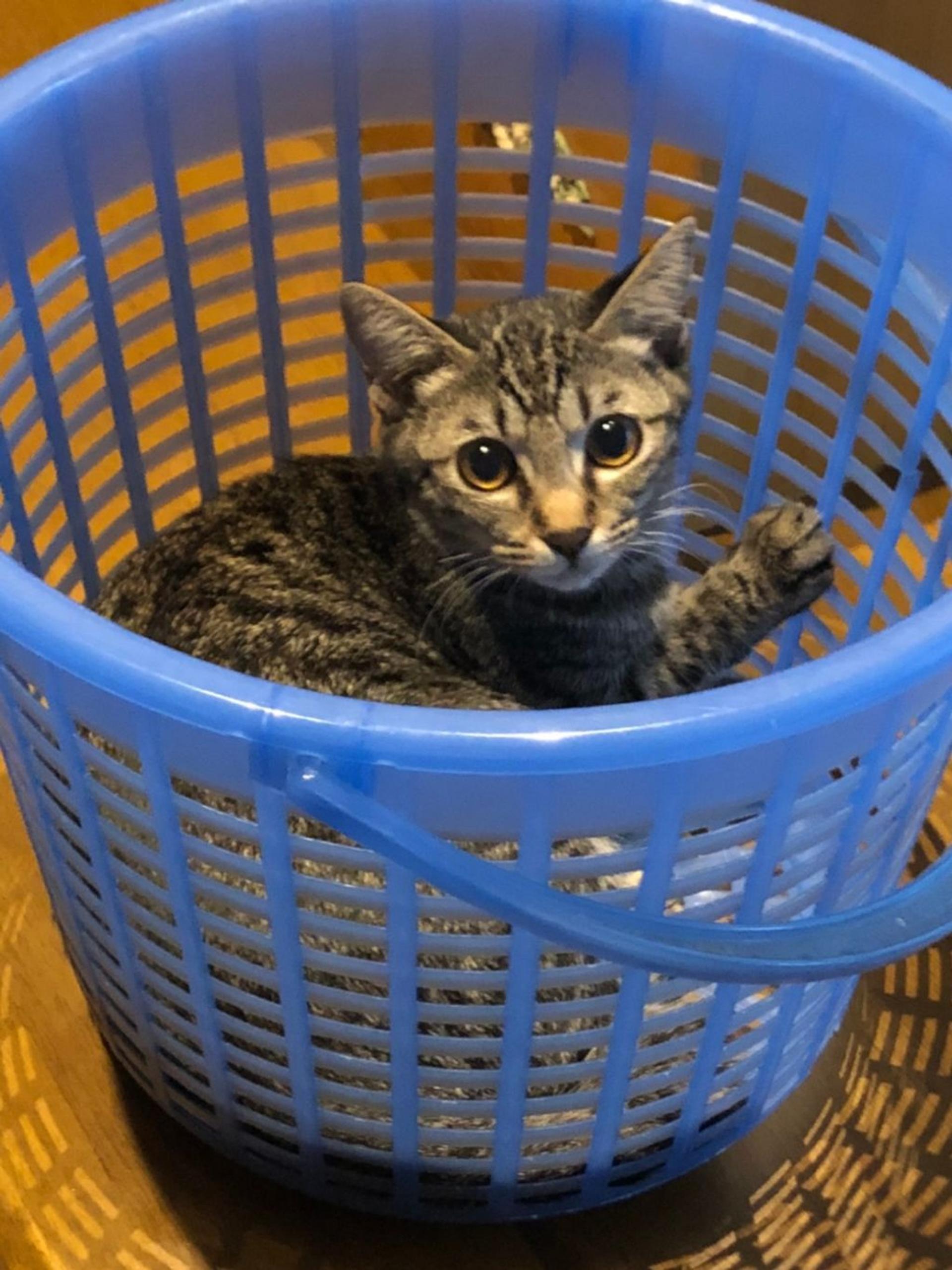 pet-image-3