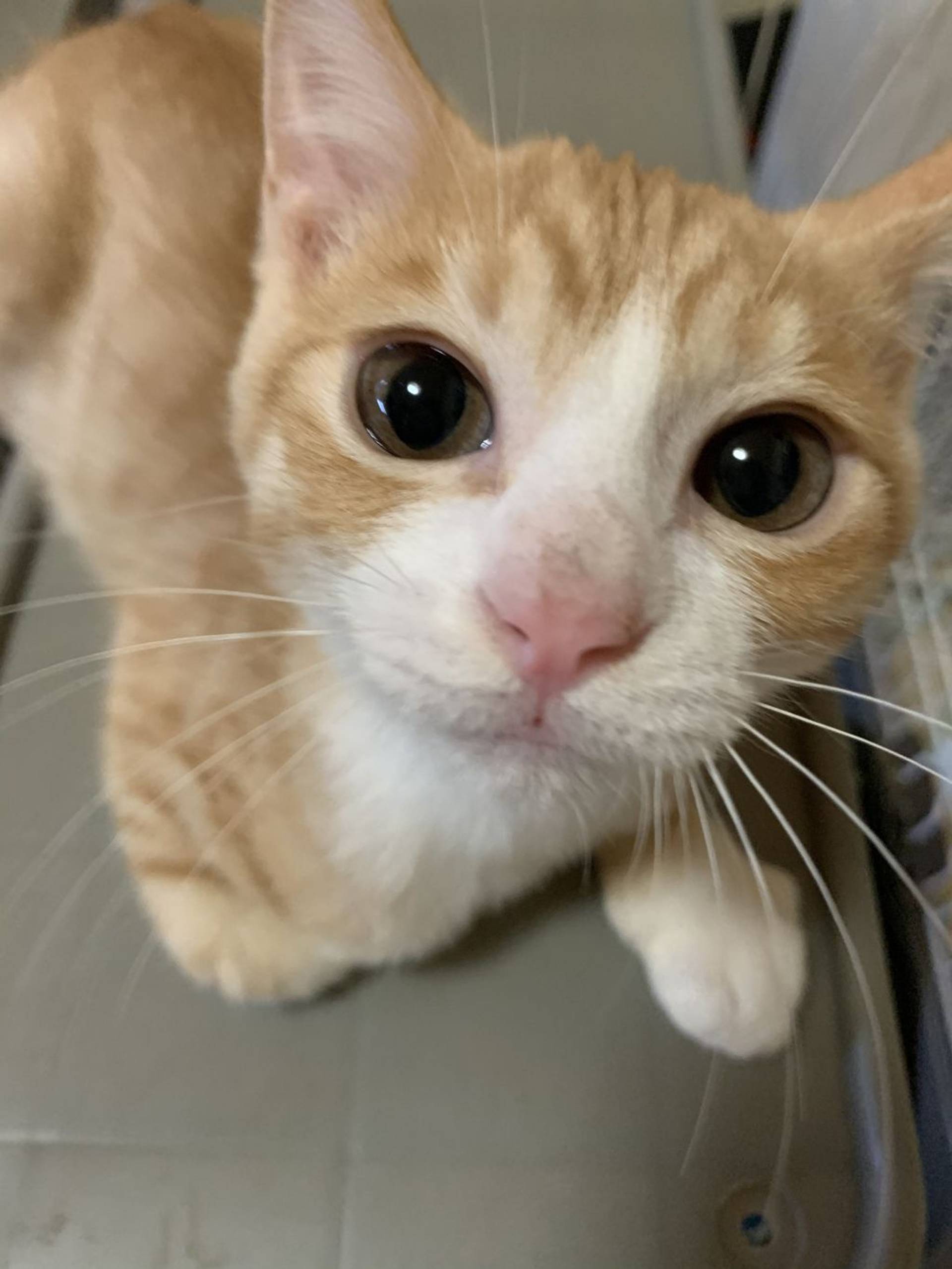 雑種（ミックス猫）・オスの里親募集の写真