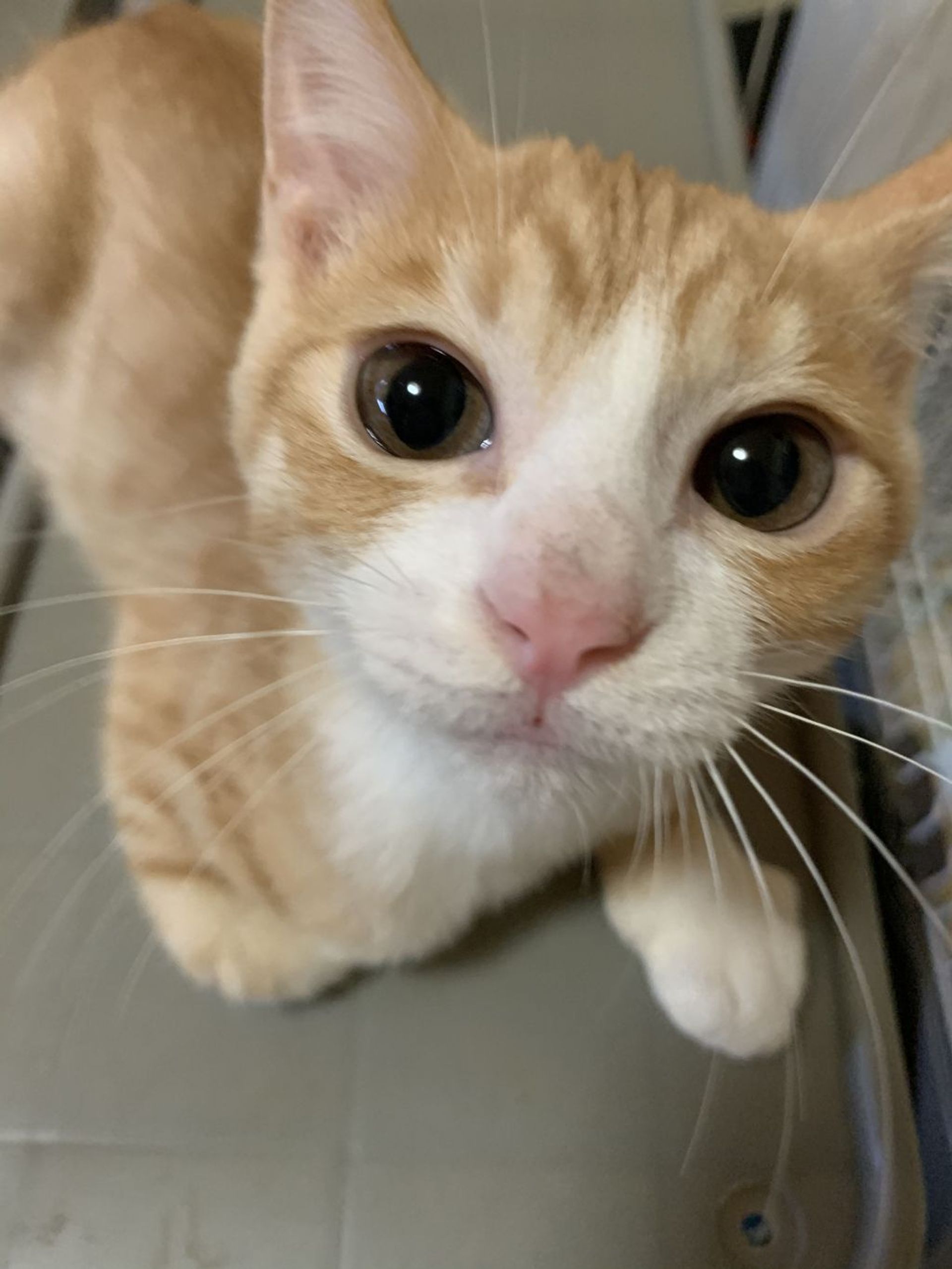 雑種（ミックス猫）・オスの里親募集の写真