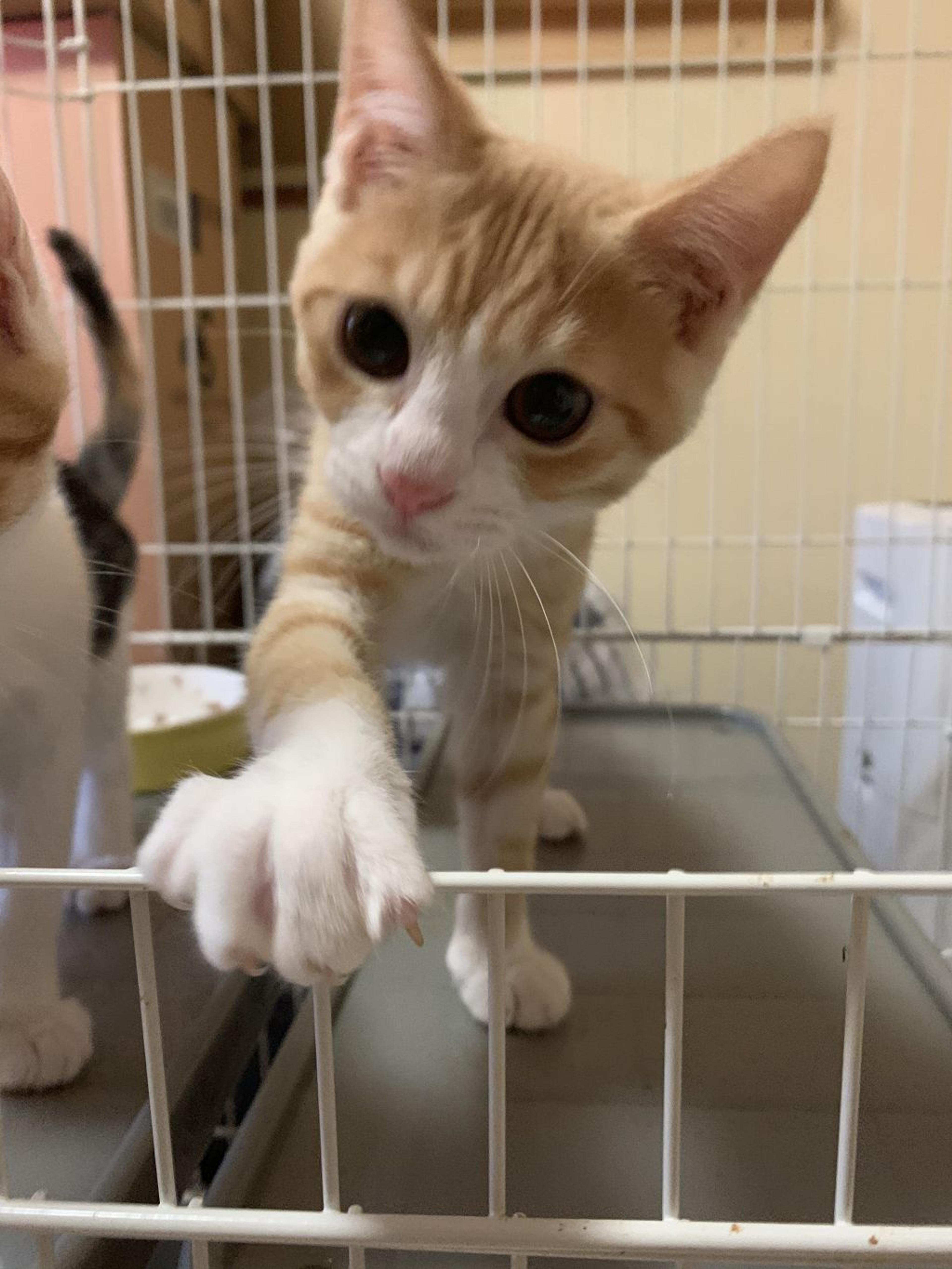 pet-image-3