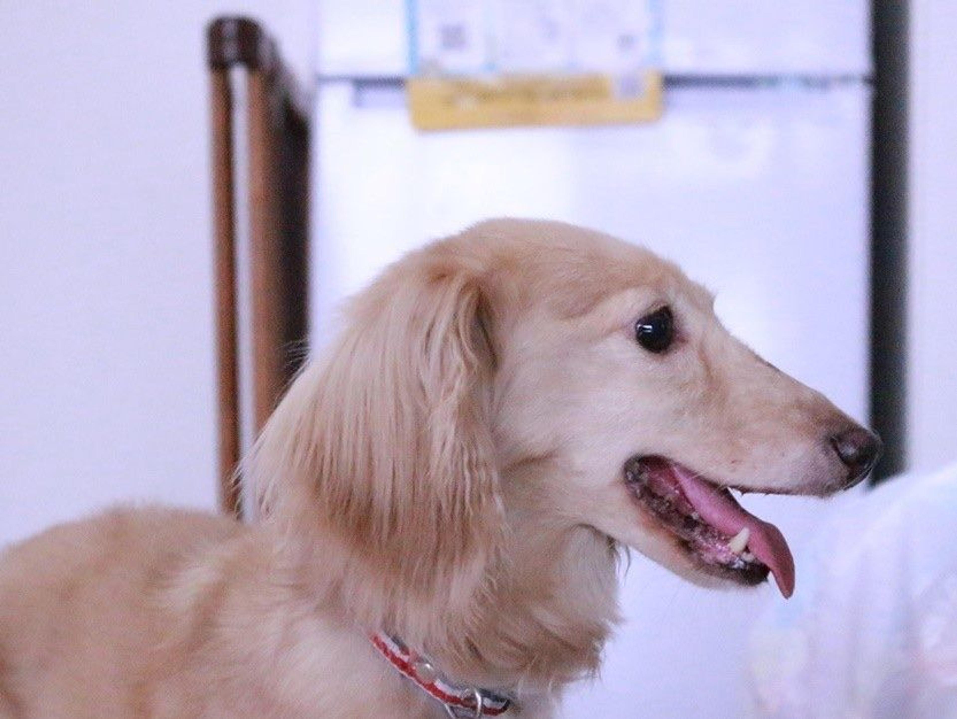 pet-image-4