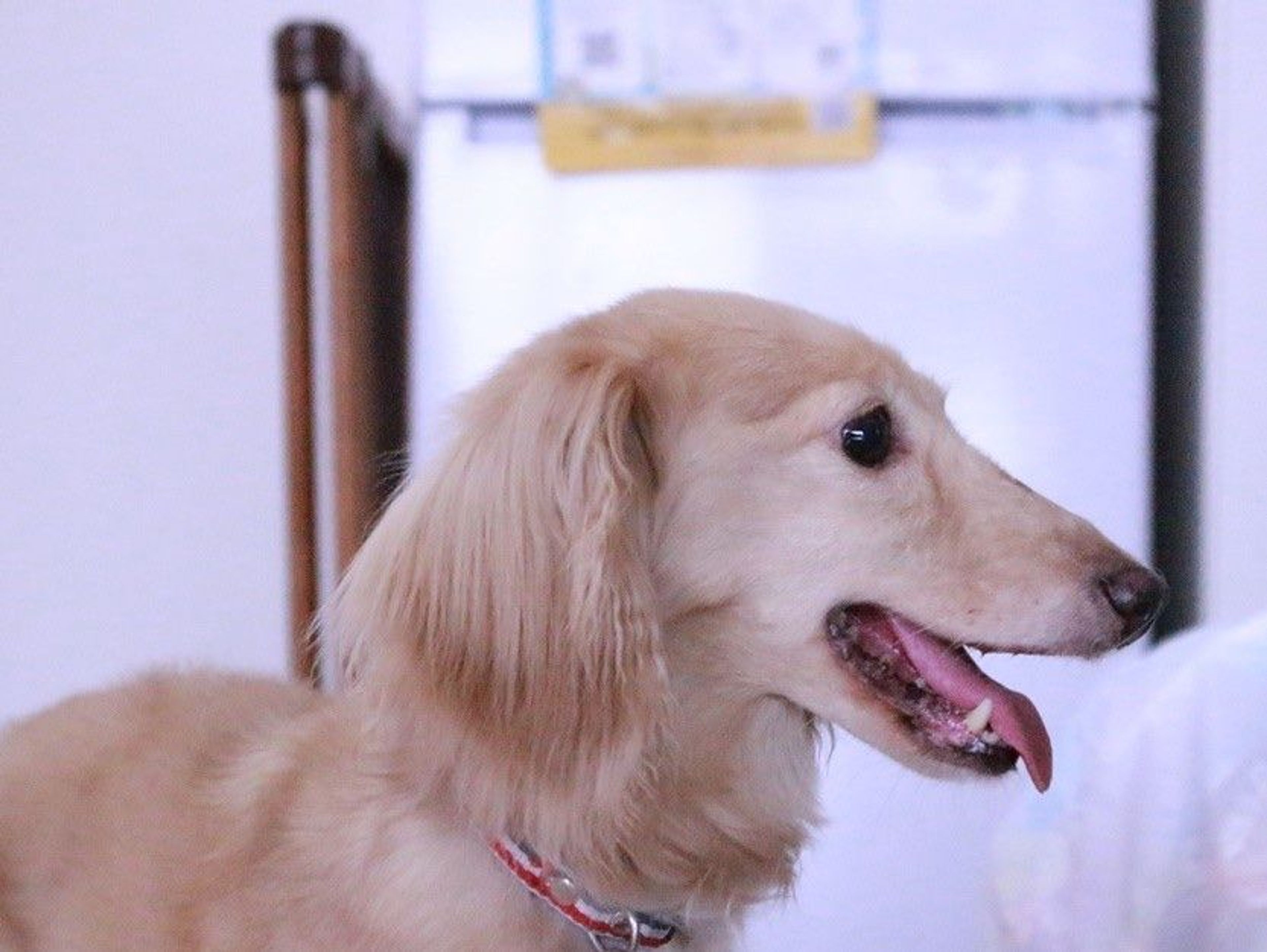 pet-image-4