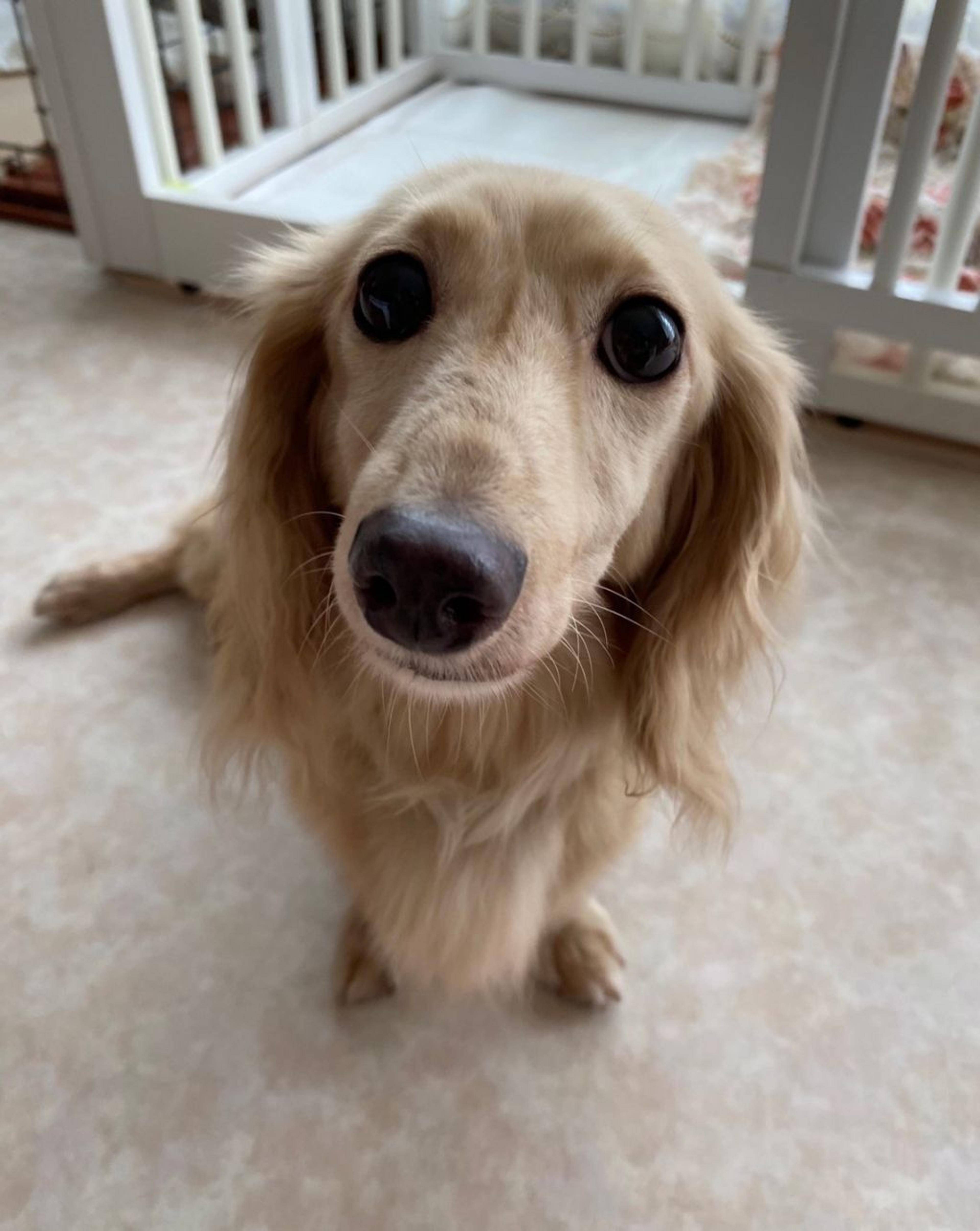 pet-image-6