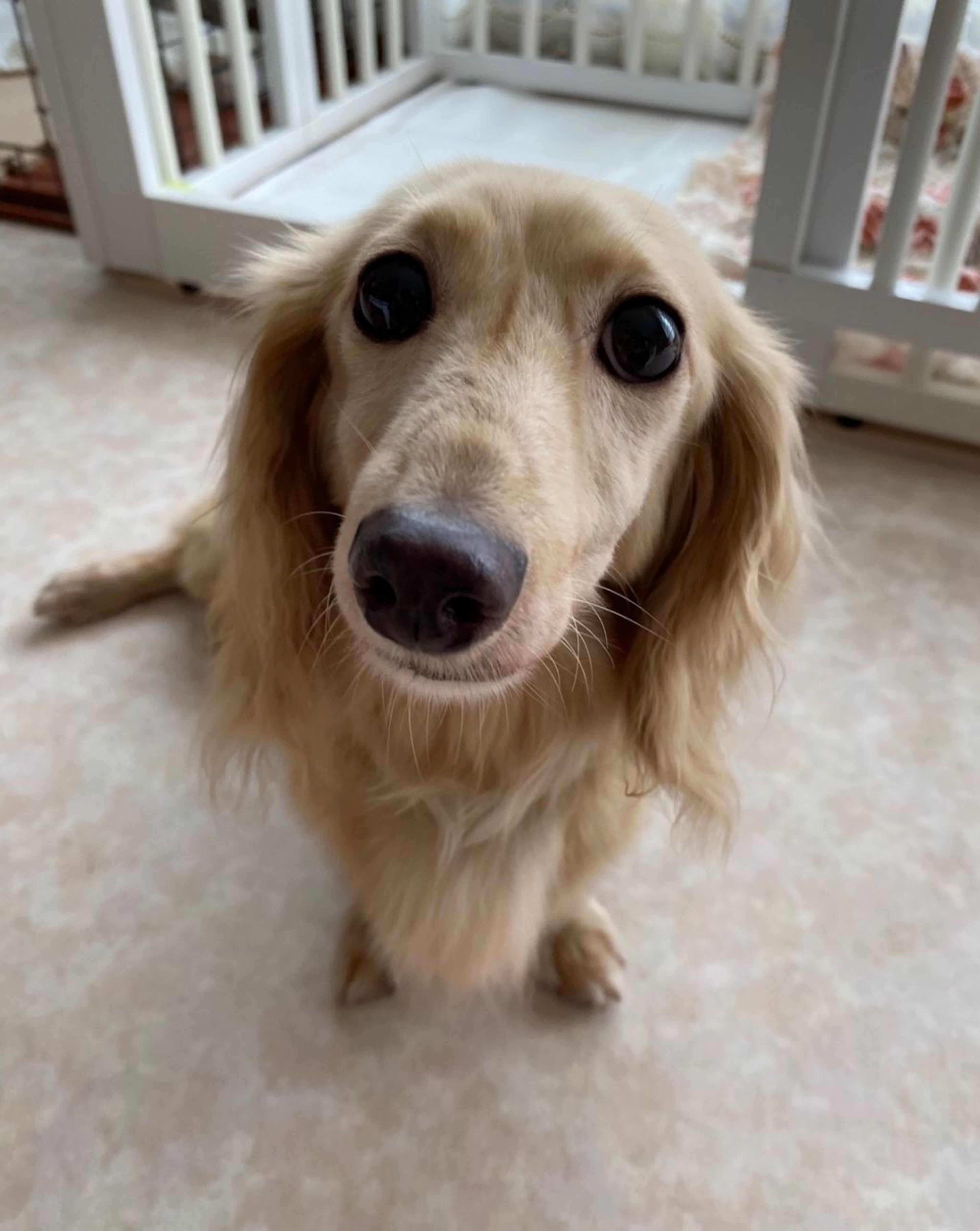 pet-image-6