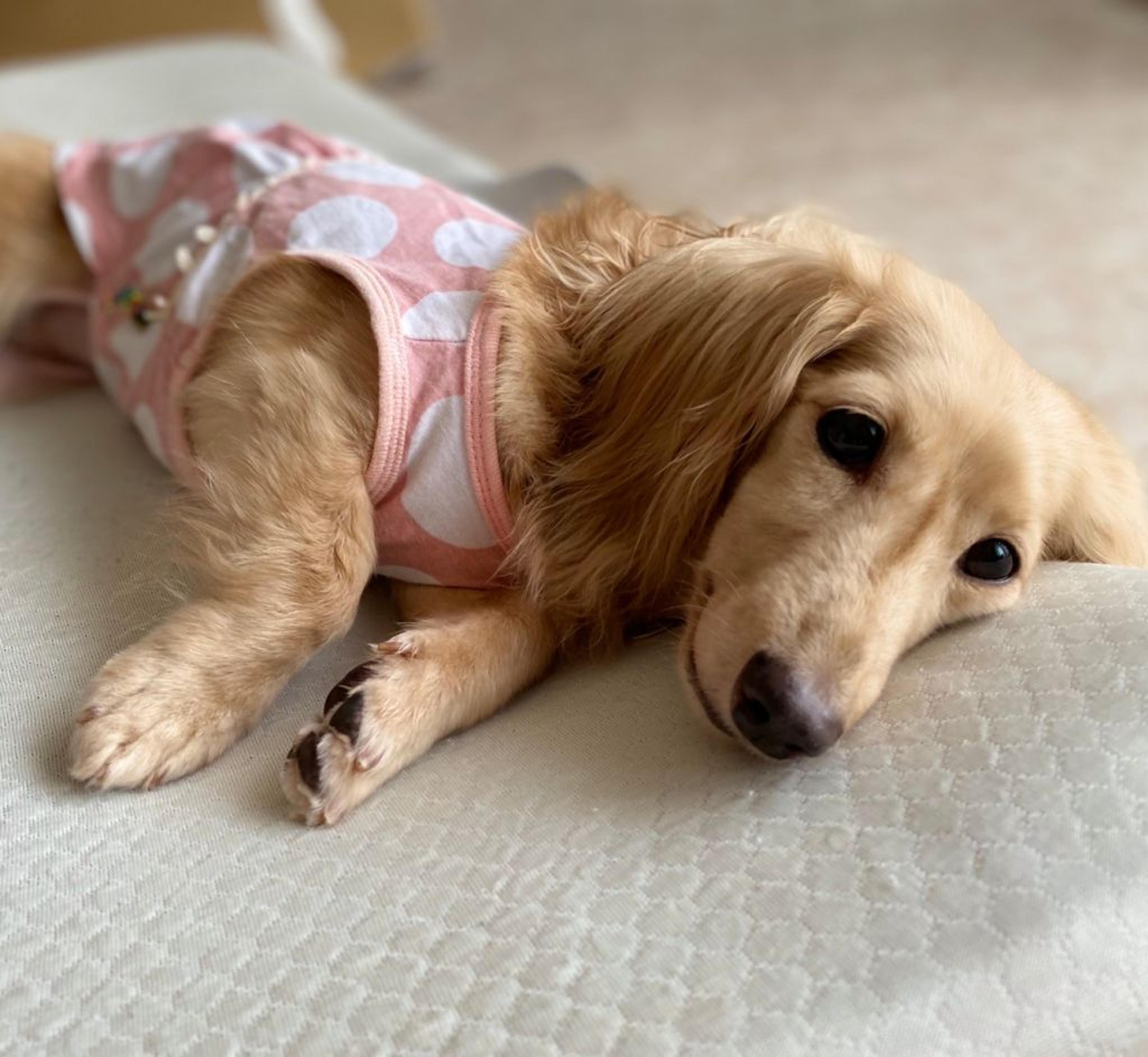pet-image-7