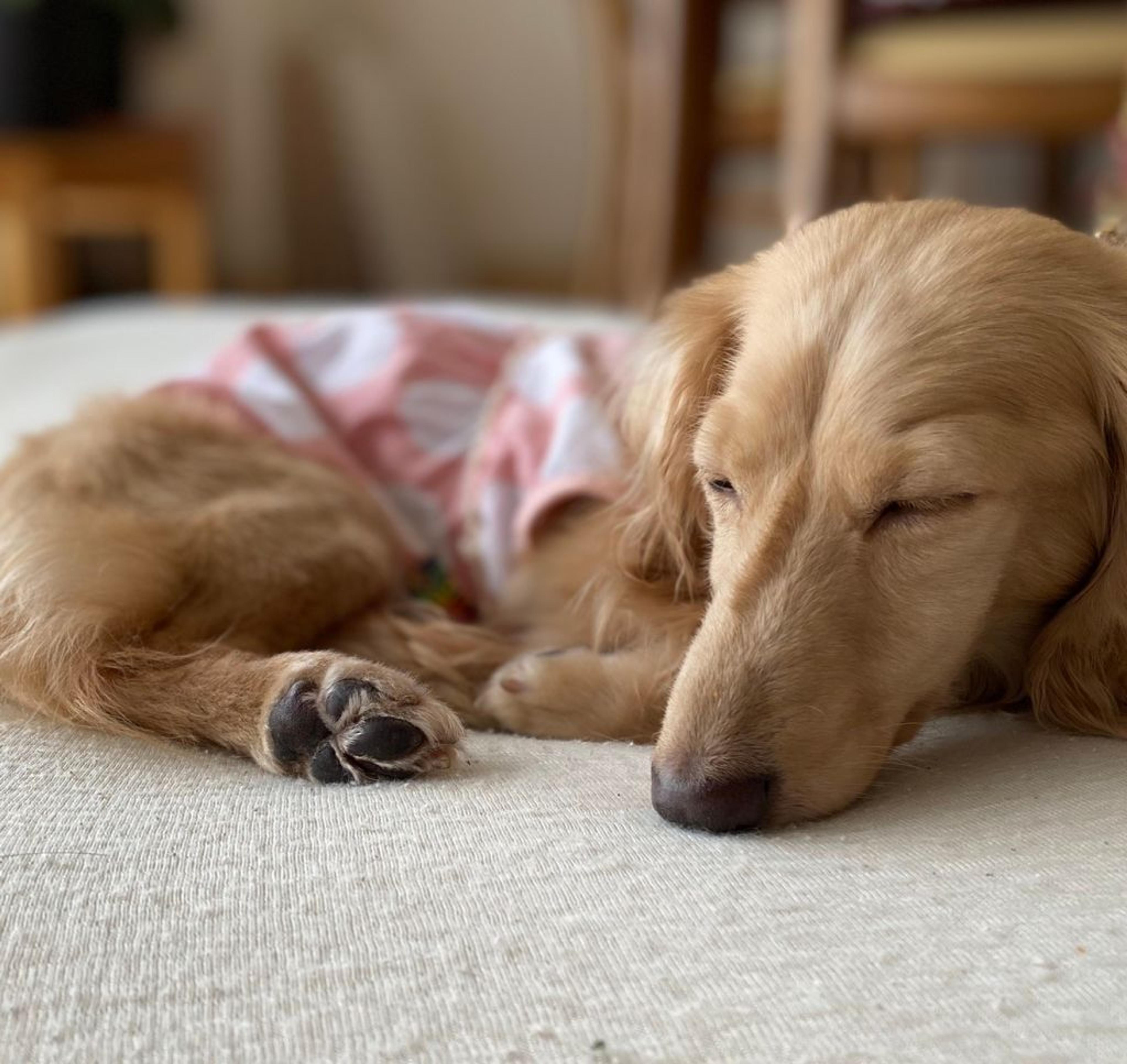 pet-image-8
