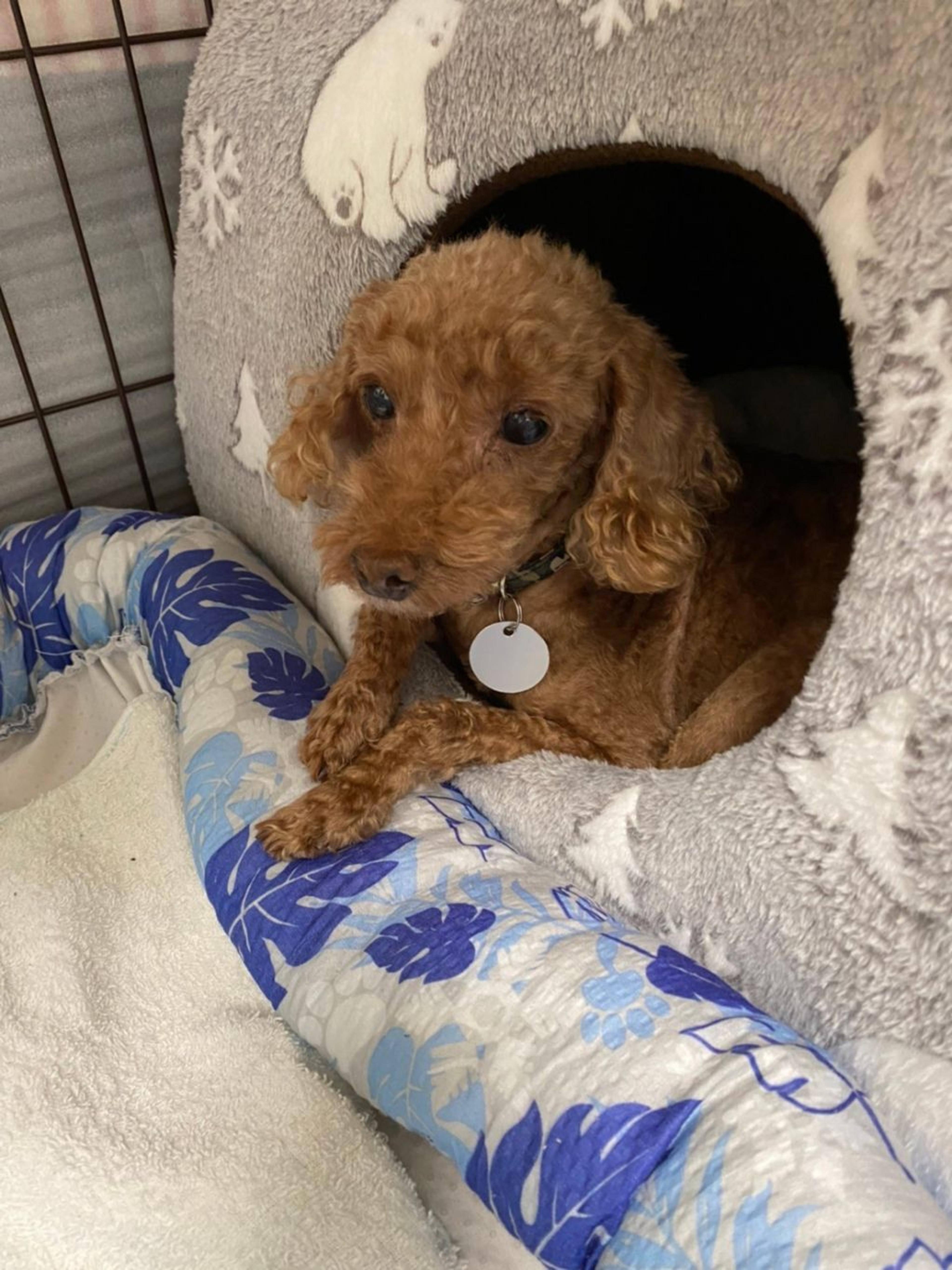pet-image-3