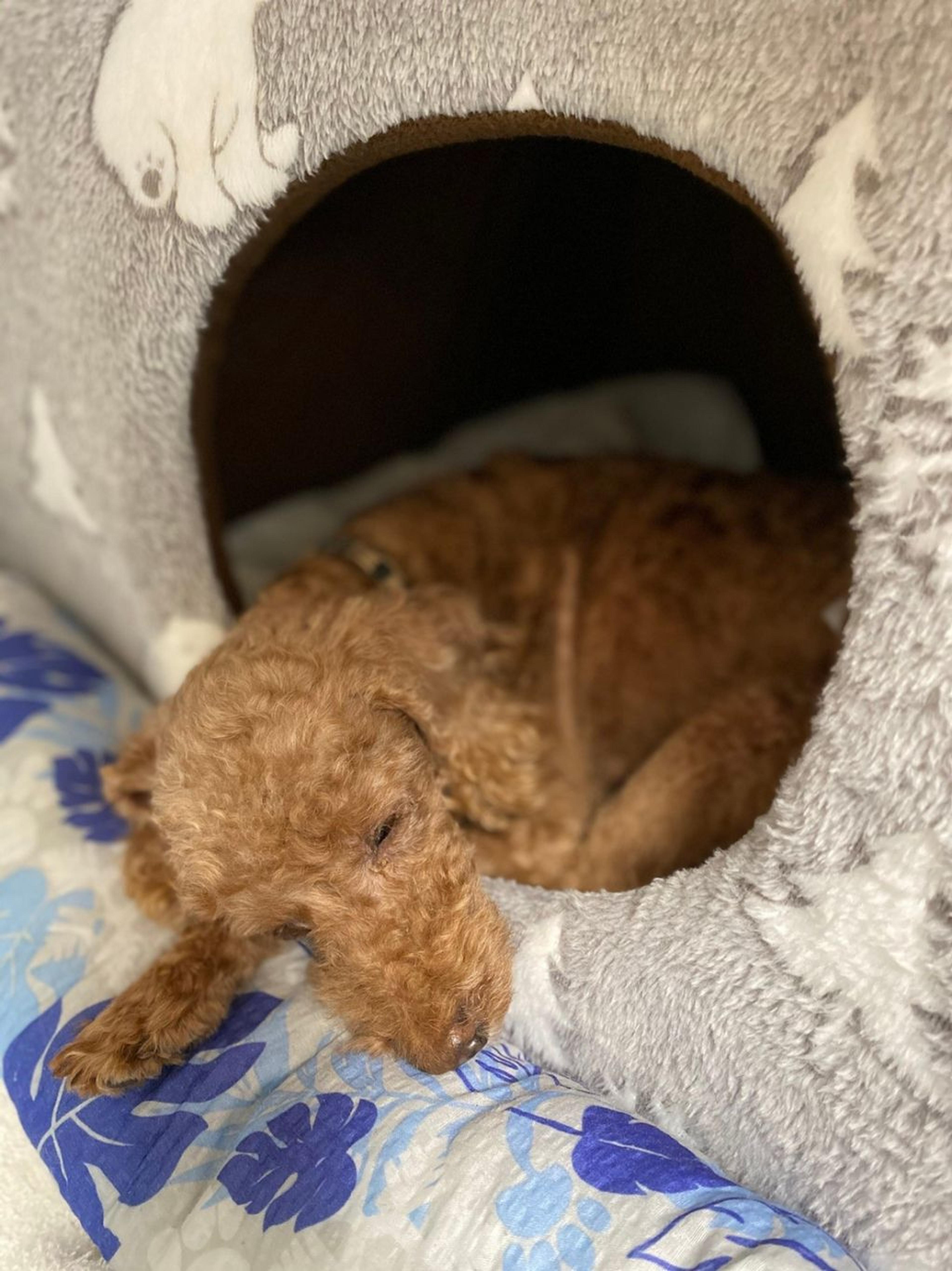 pet-image-4