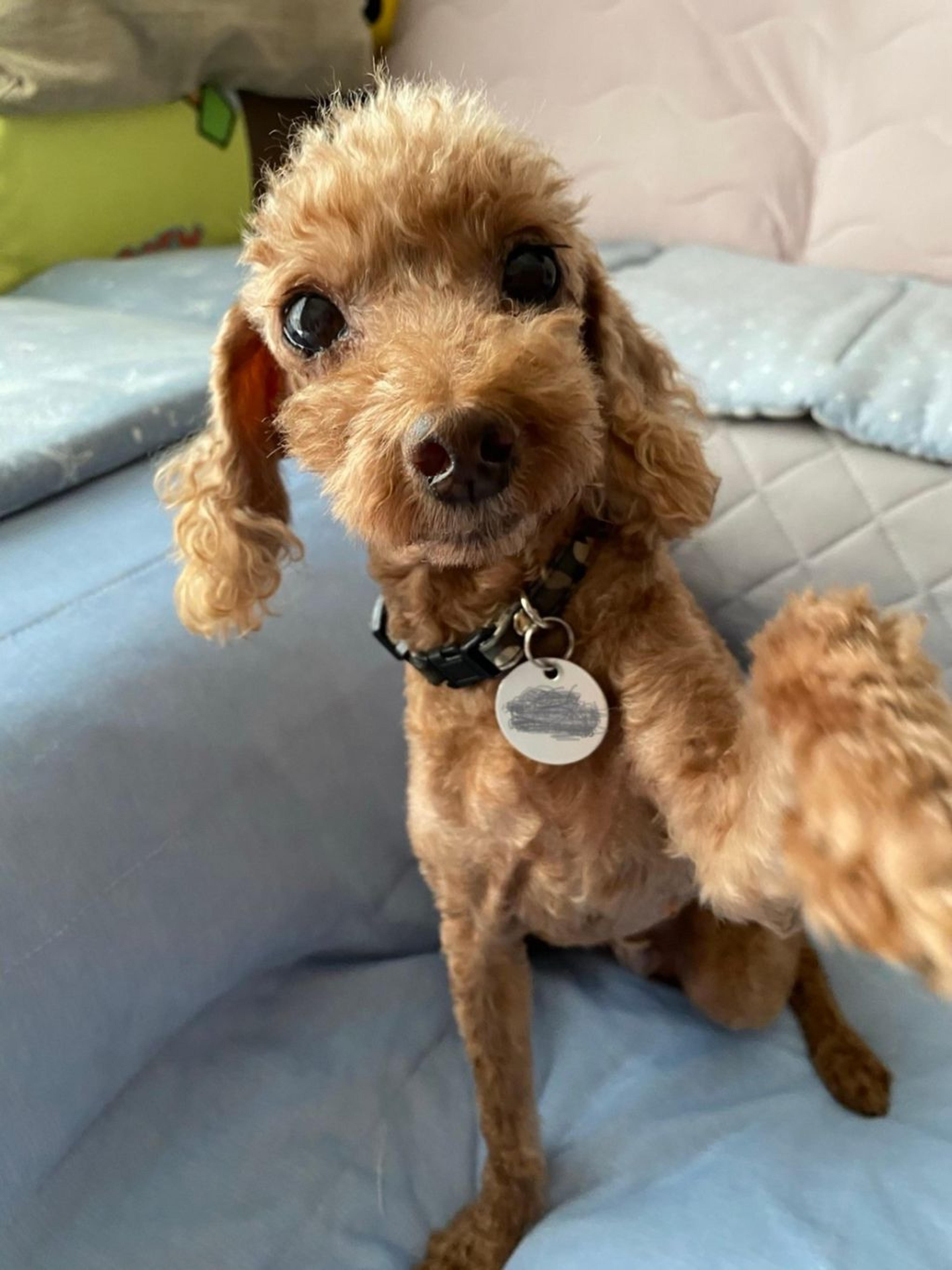 pet-image-5