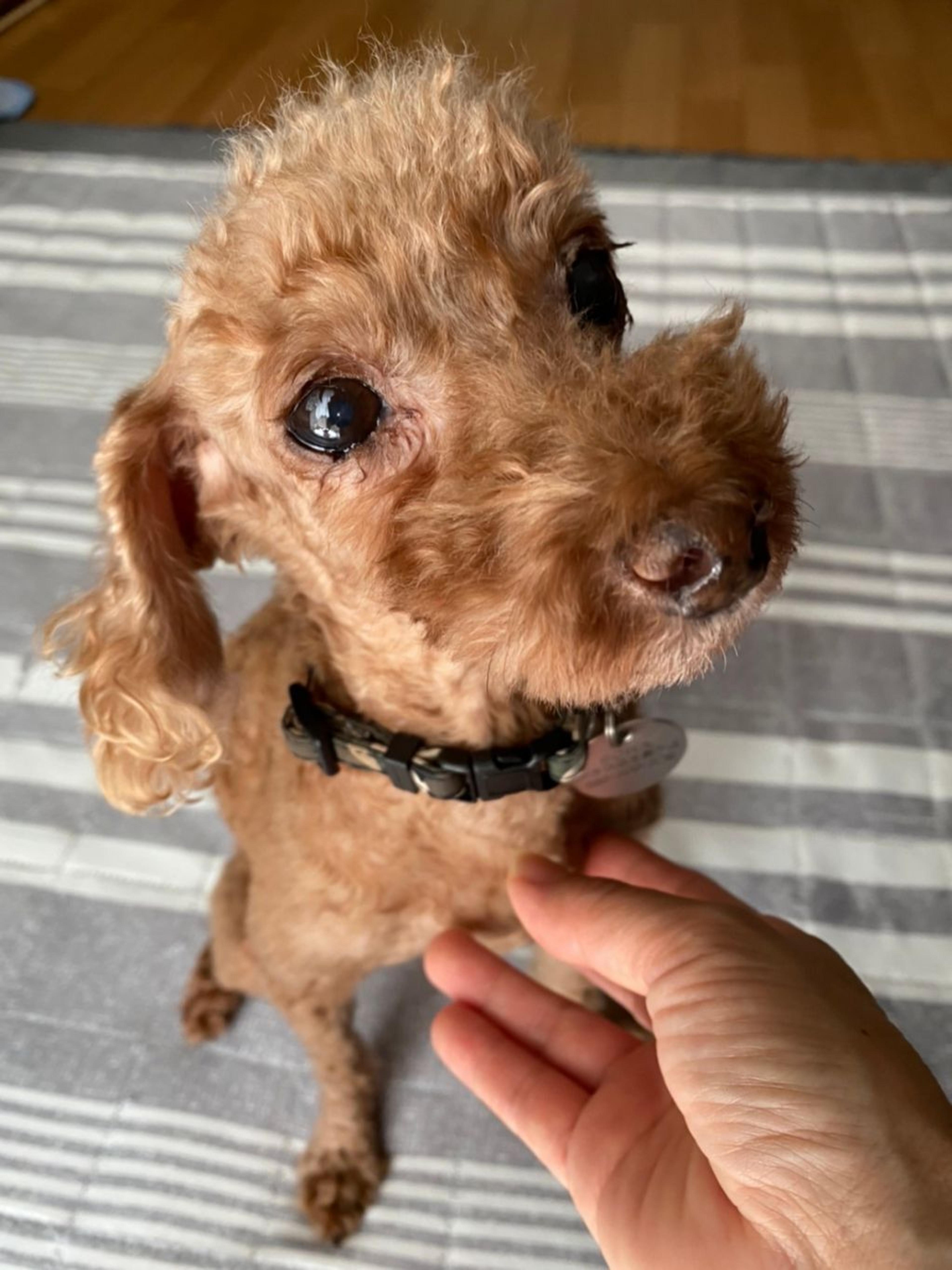 pet-image-6