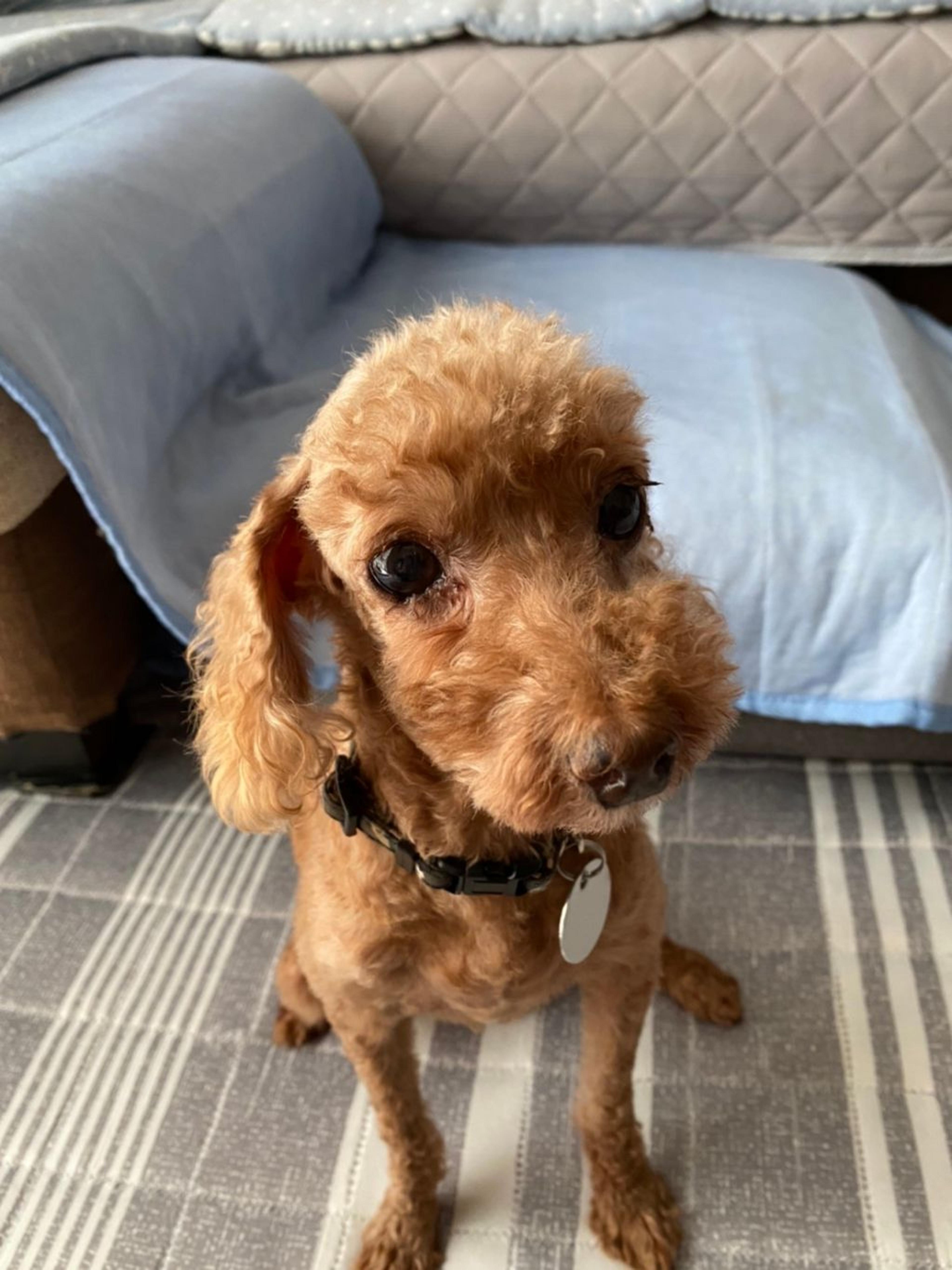 pet-image-8