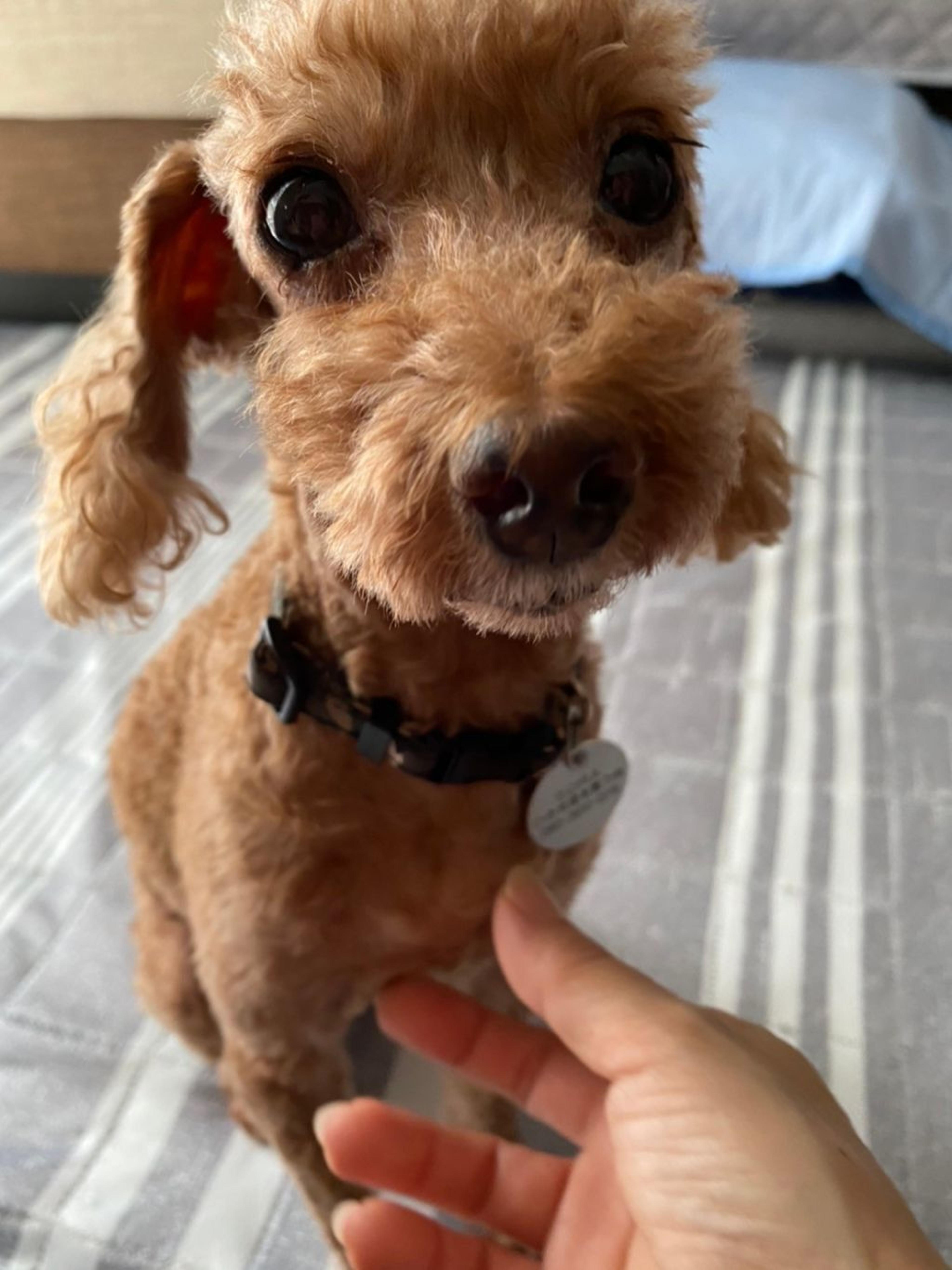 pet-image-9