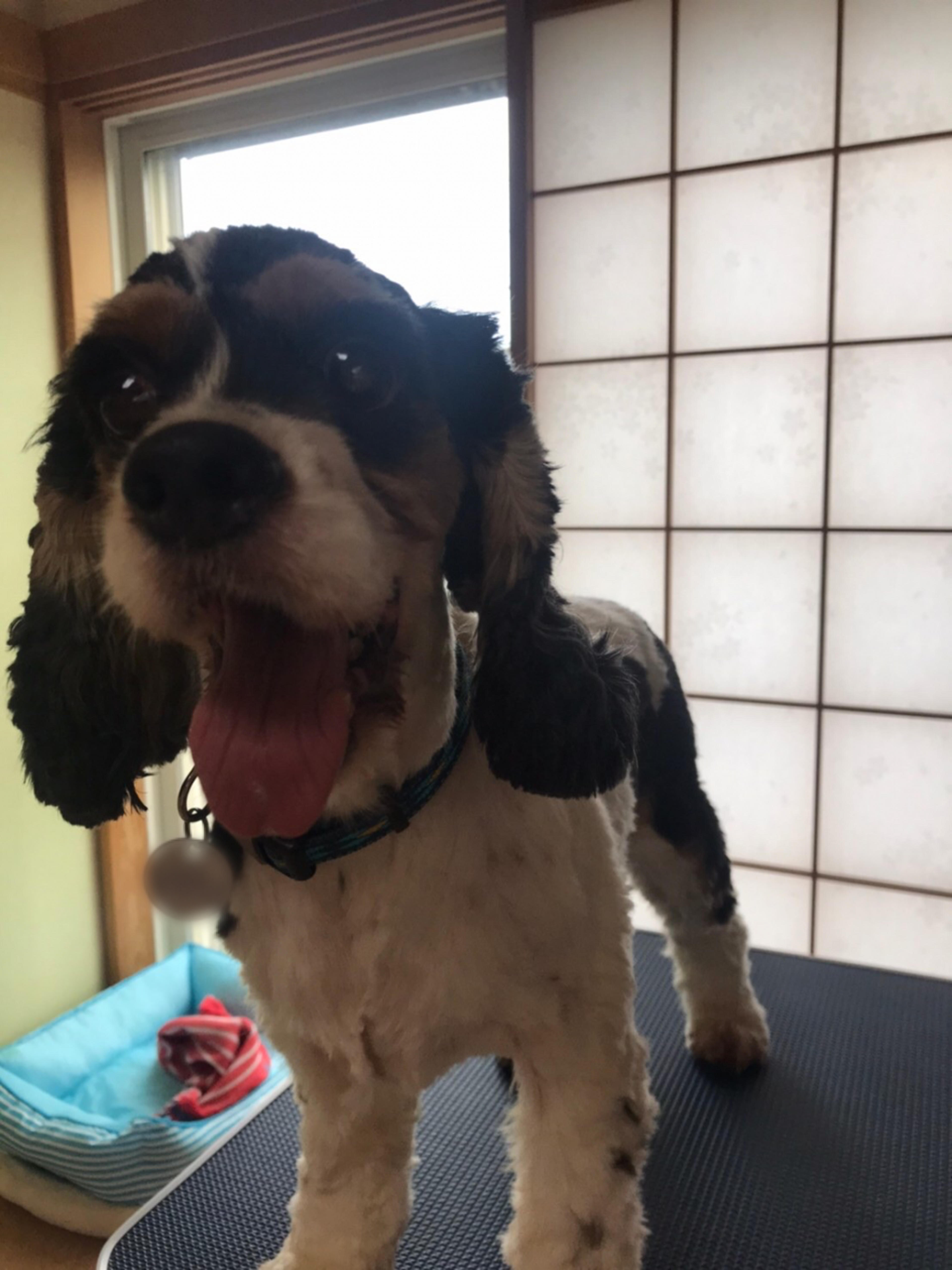pet-image-3