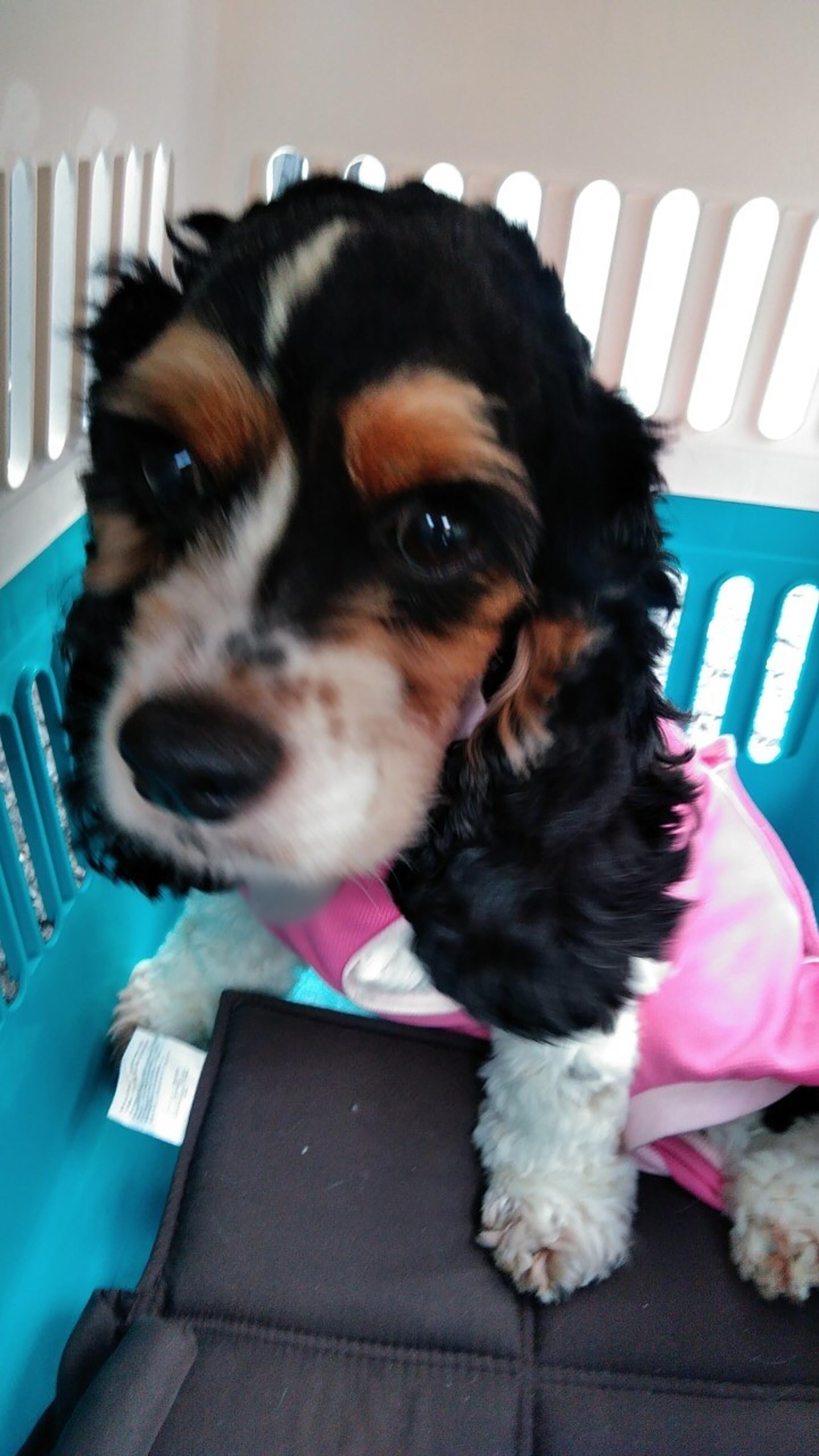 pet-image-5