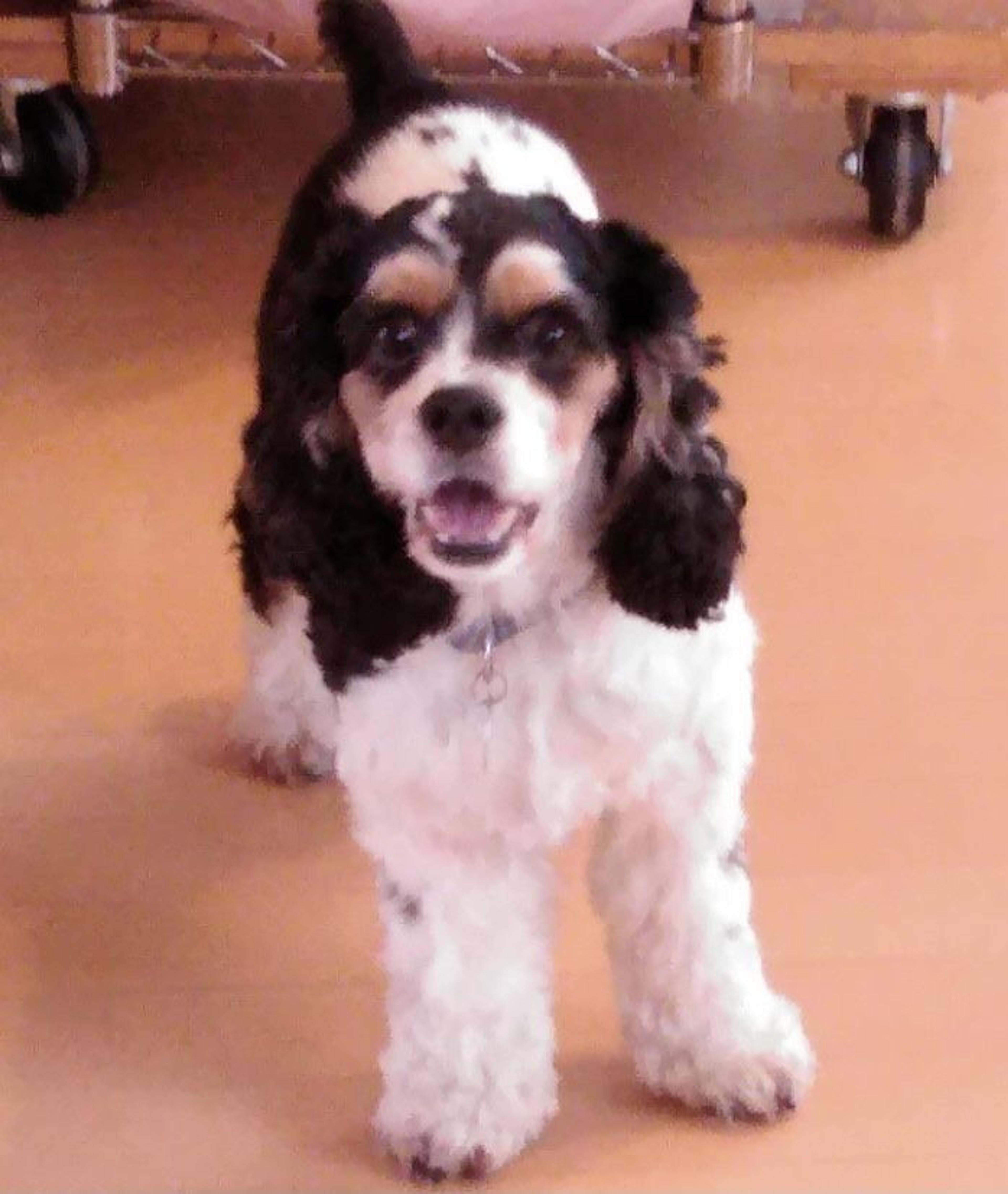 pet-image-4