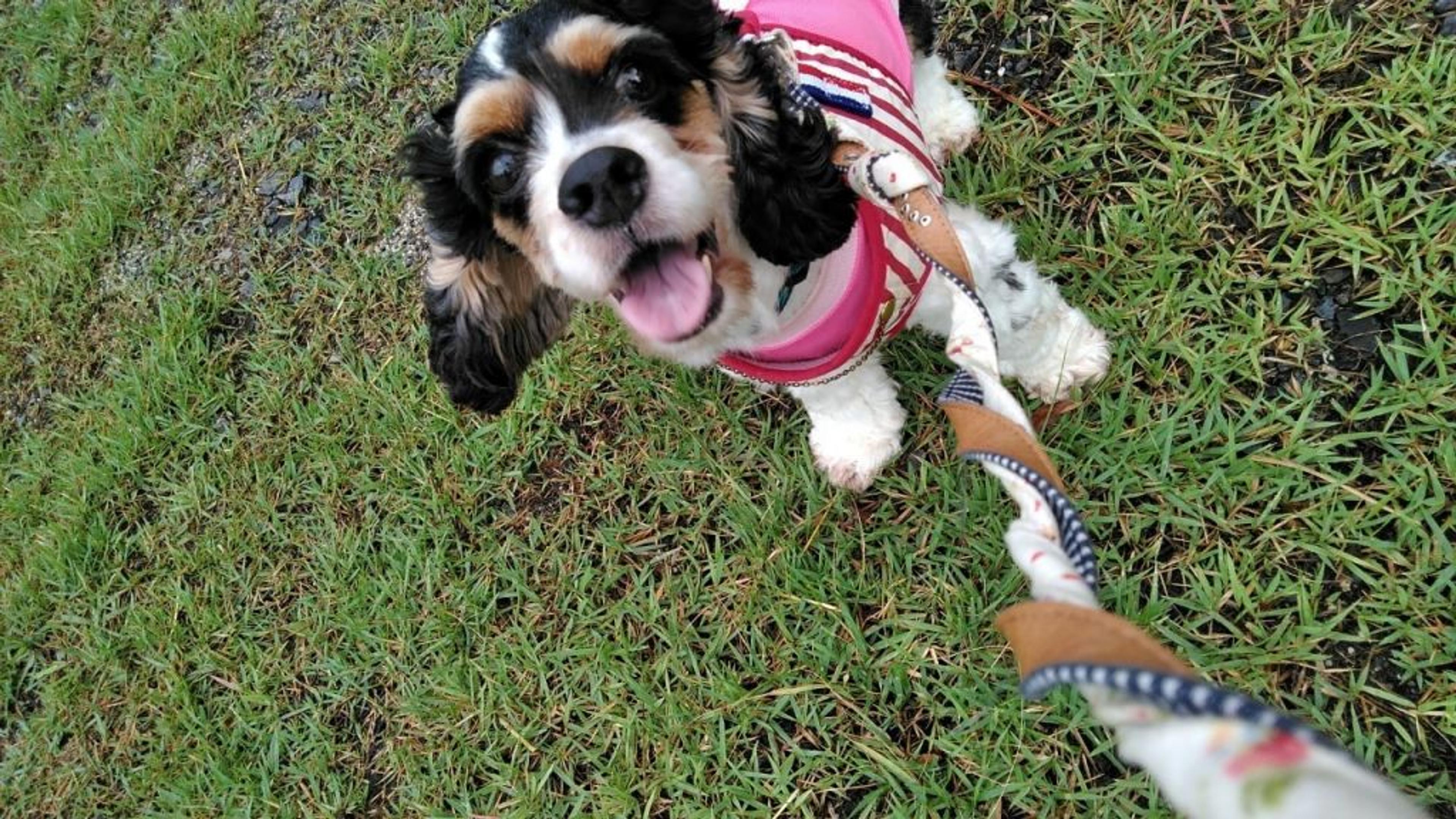 pet-image-2