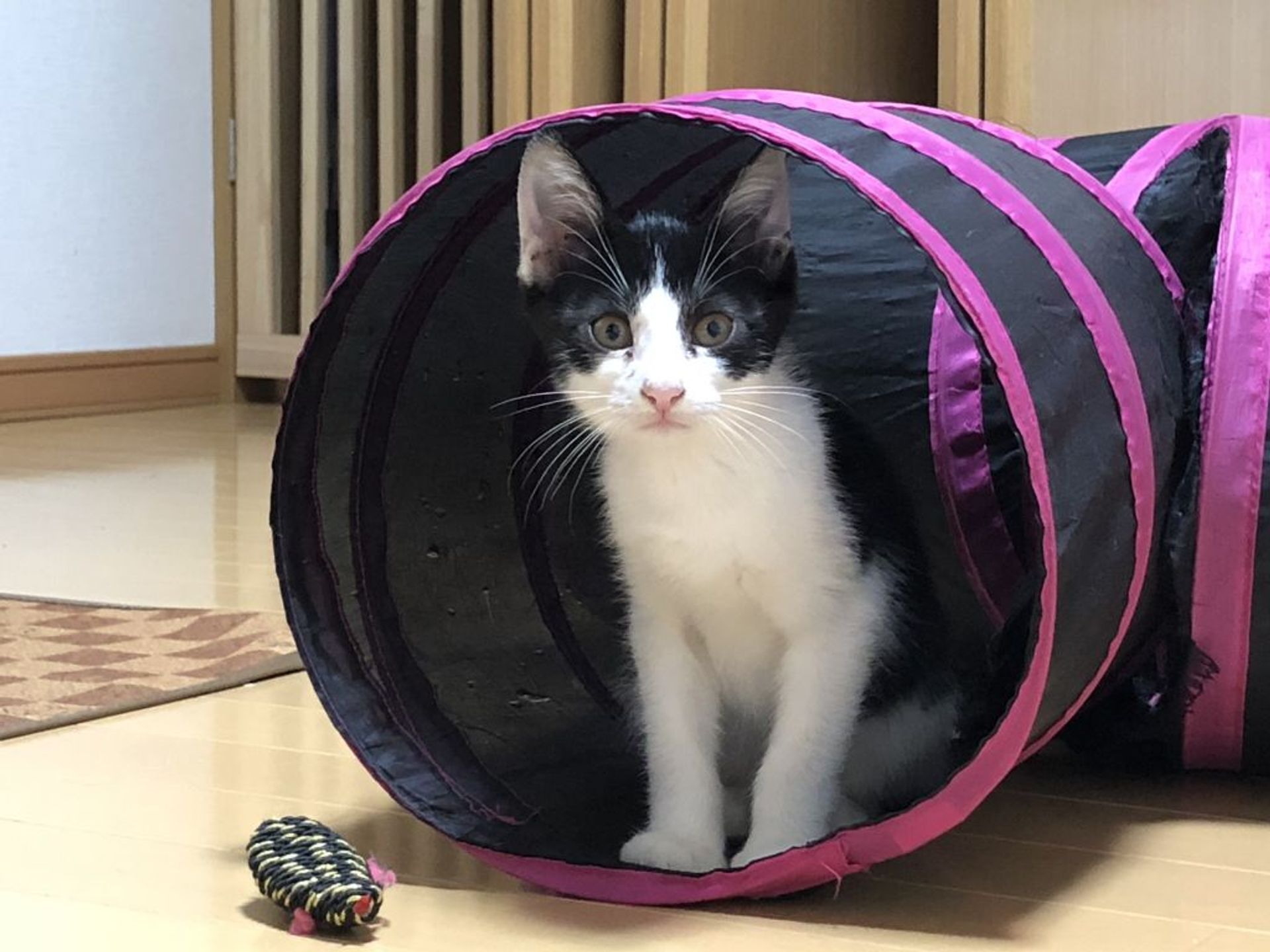 雑種（ミックス猫）・オスの里親募集の写真