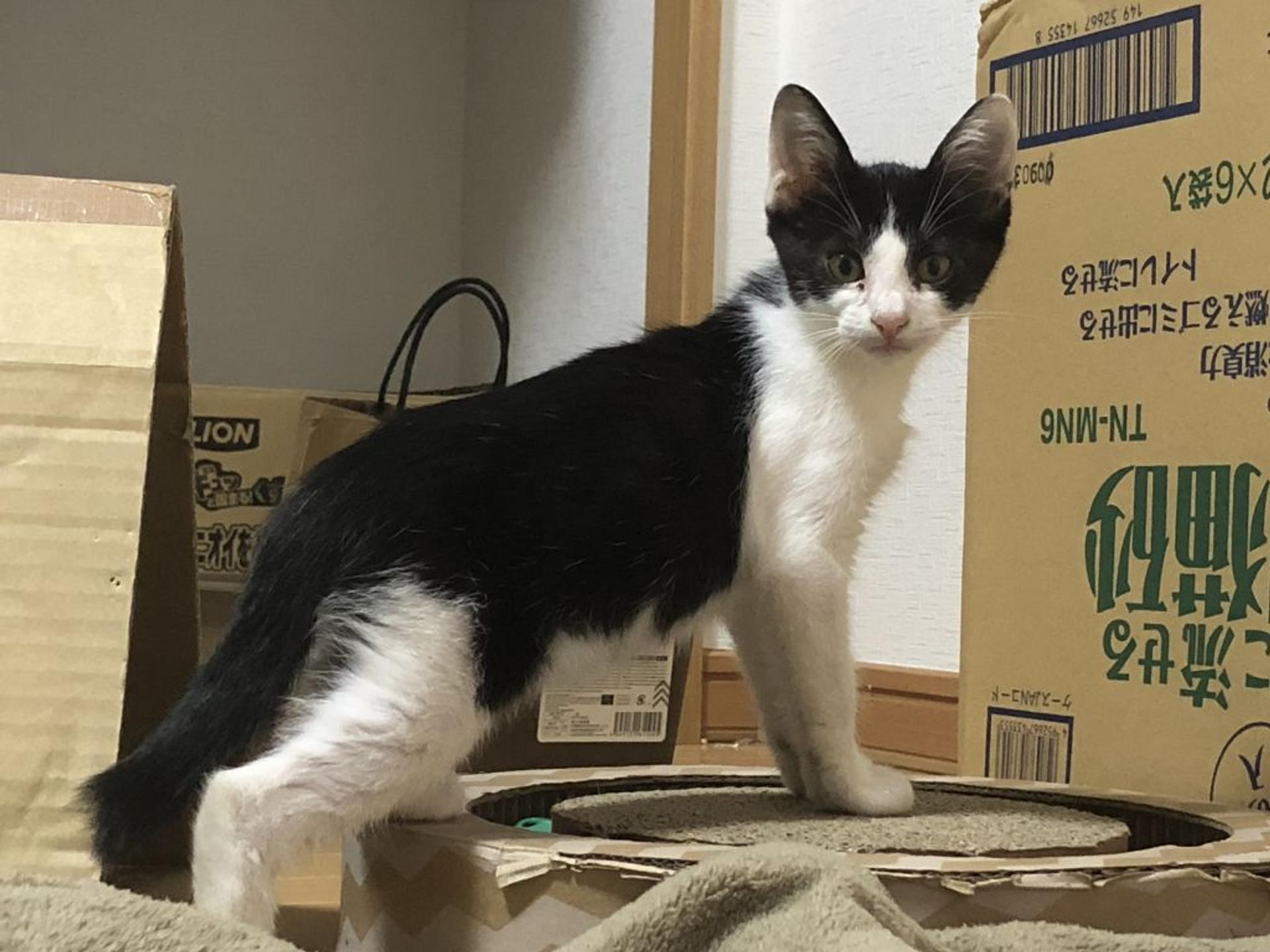 pet-image-4