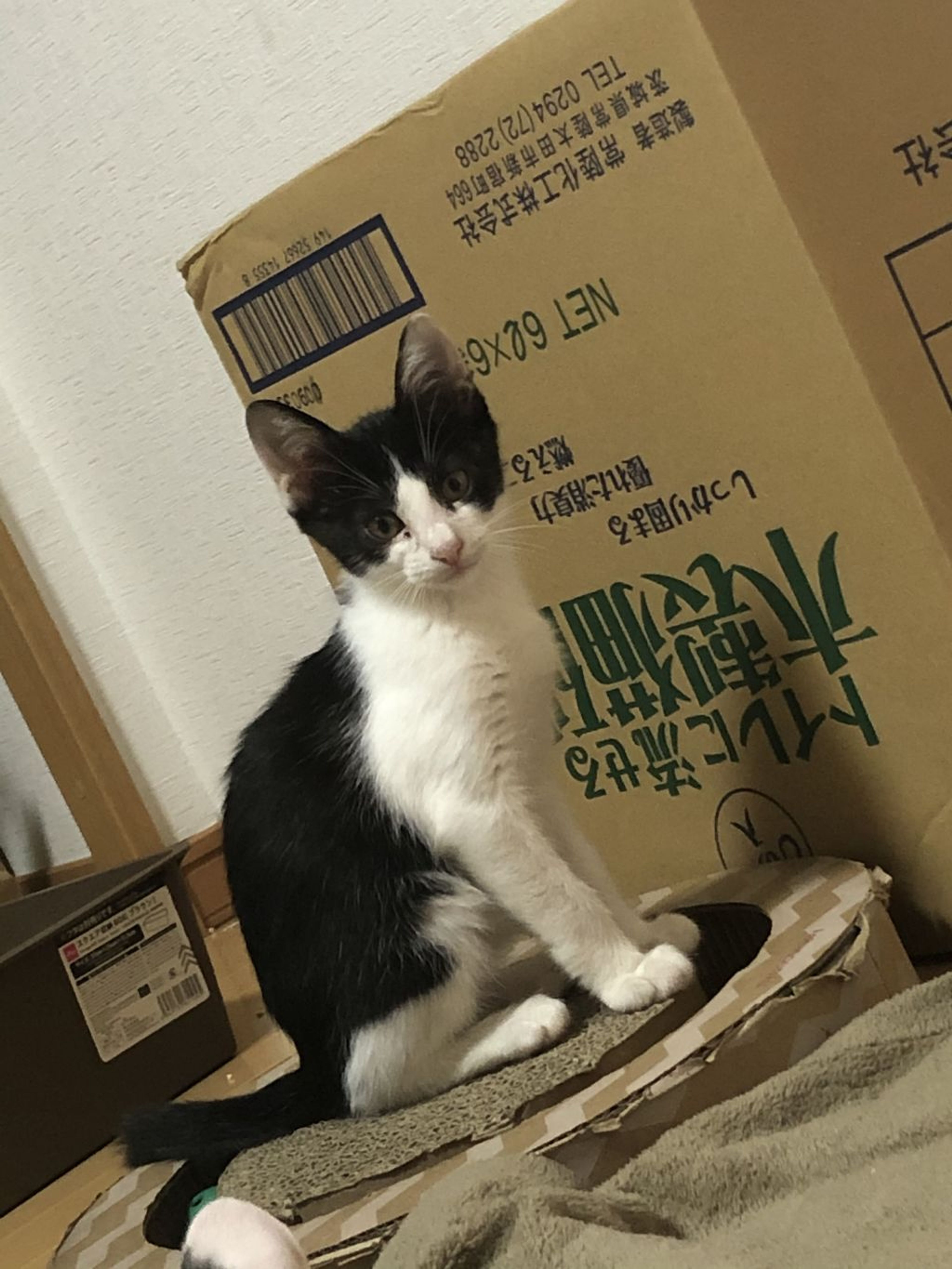 image-4