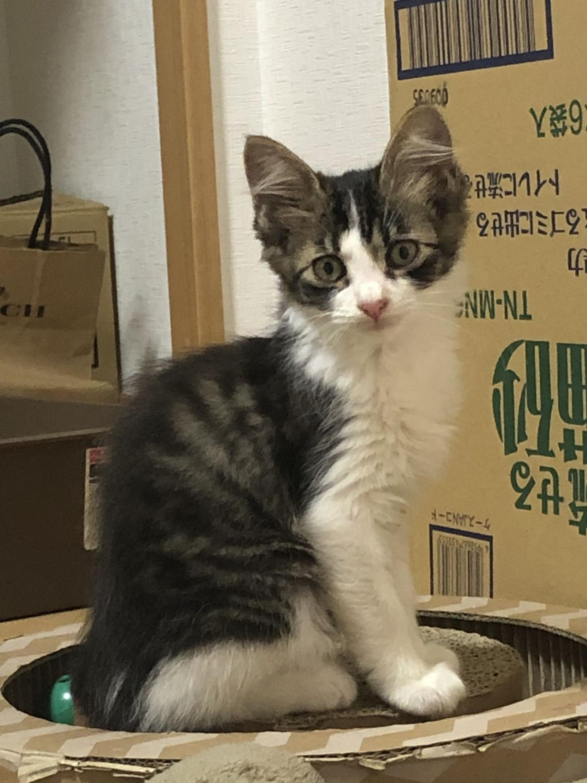 pet-image-2