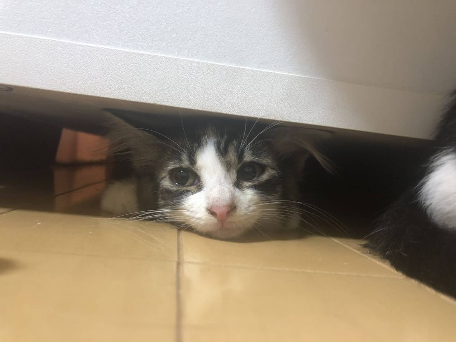 雑種（ミックス猫）・メスの里親募集の写真