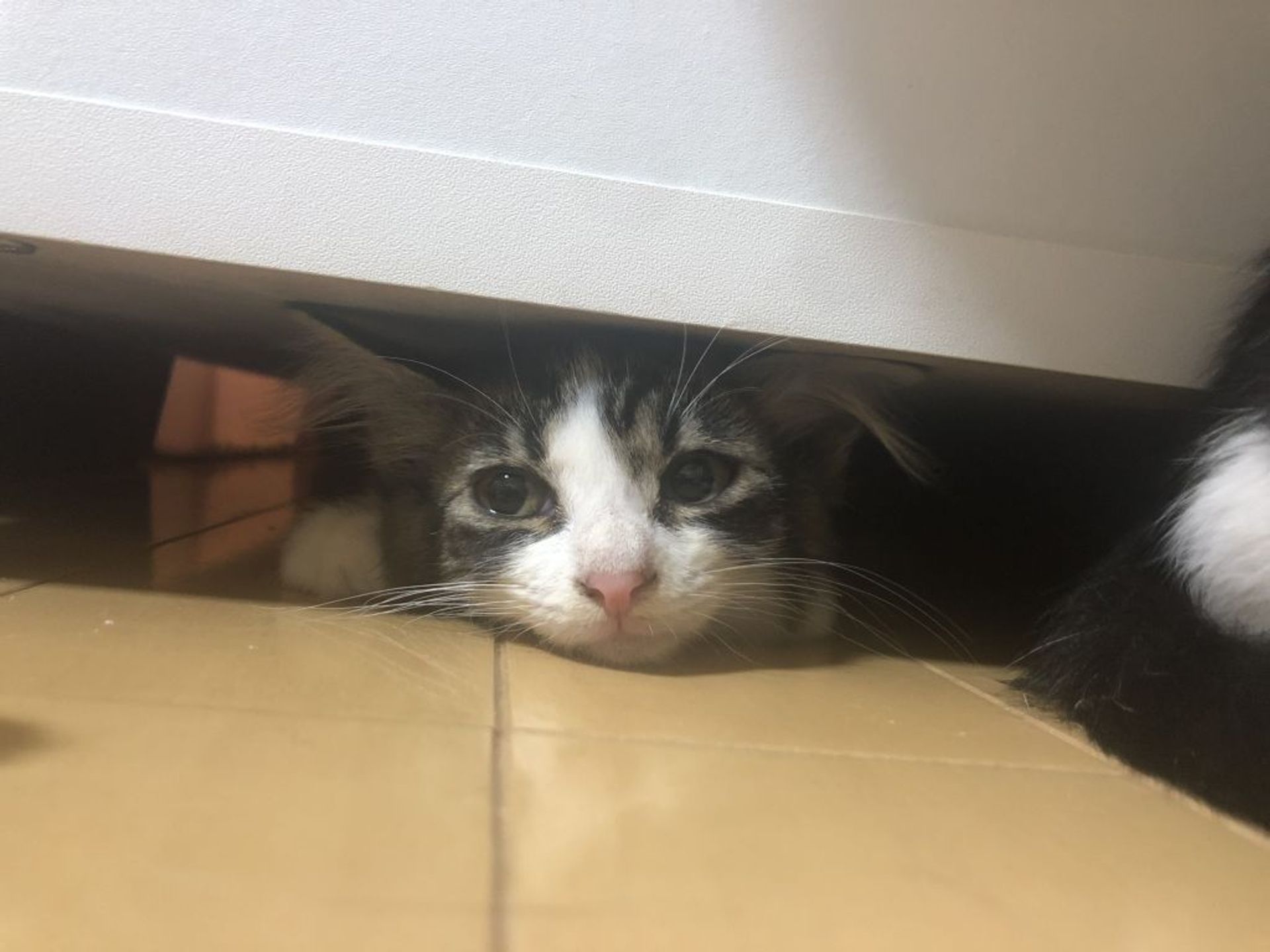 雑種（ミックス猫）・メスの里親募集の写真