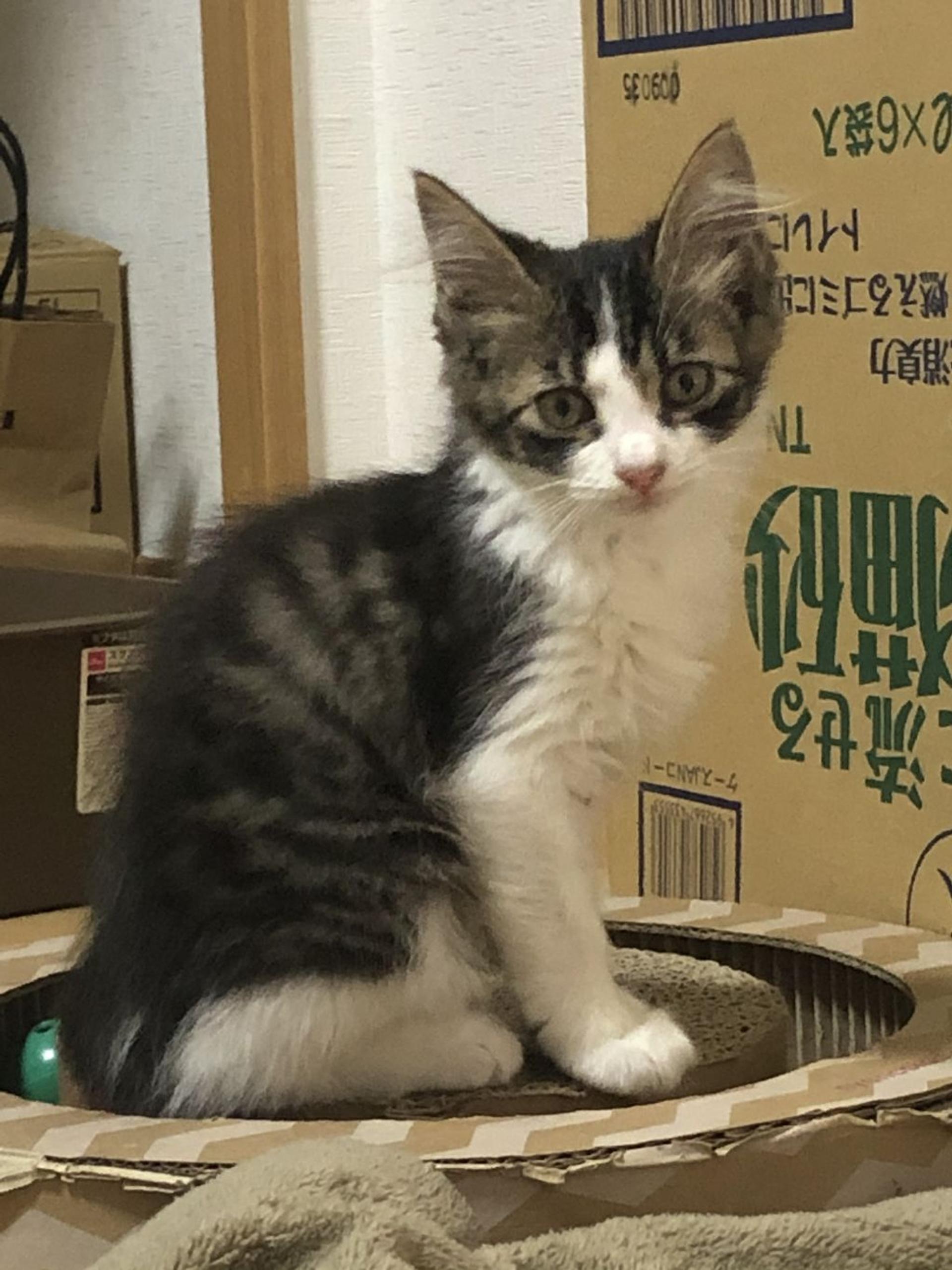 pet-image-2