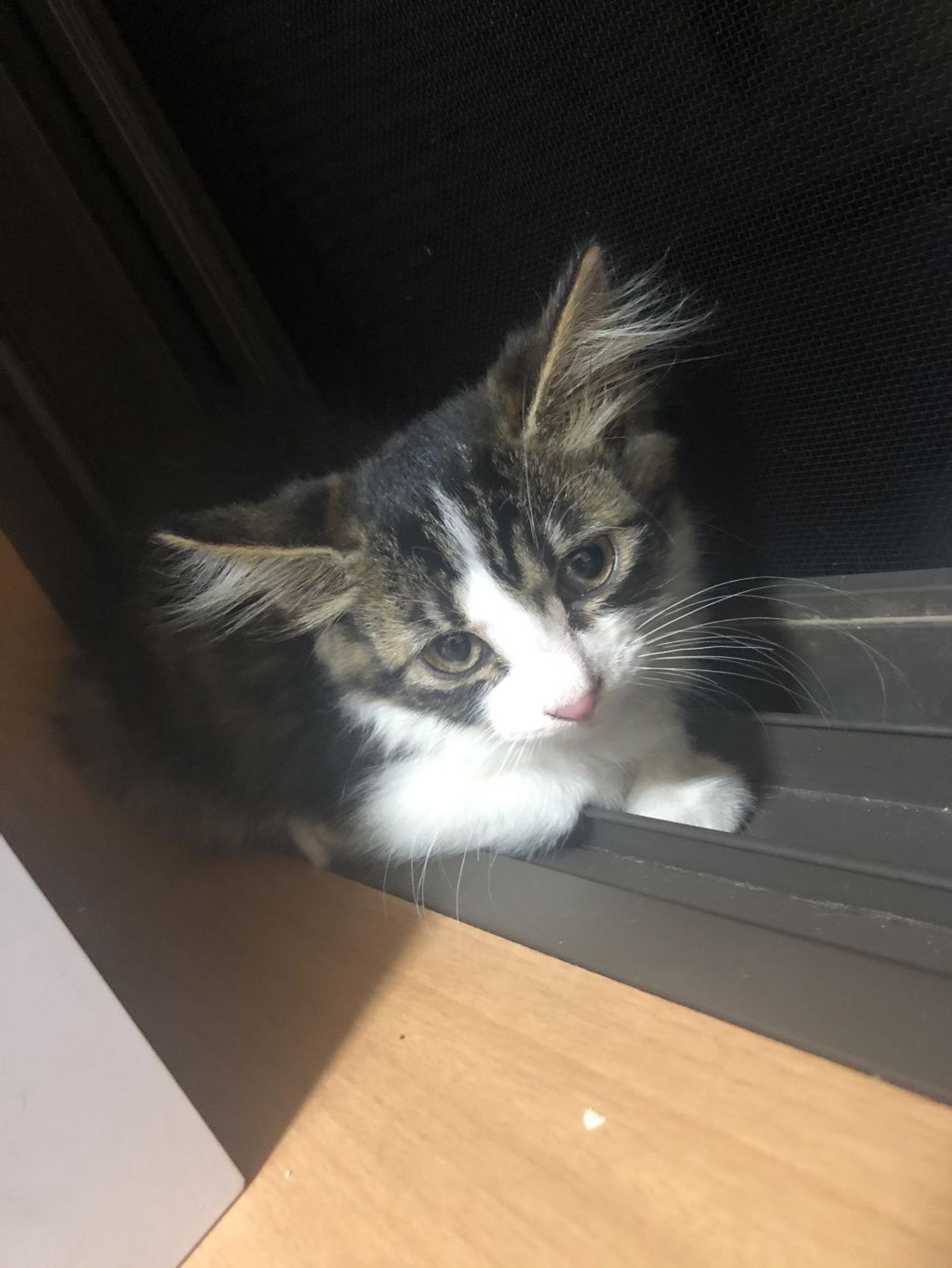 pet-image-3