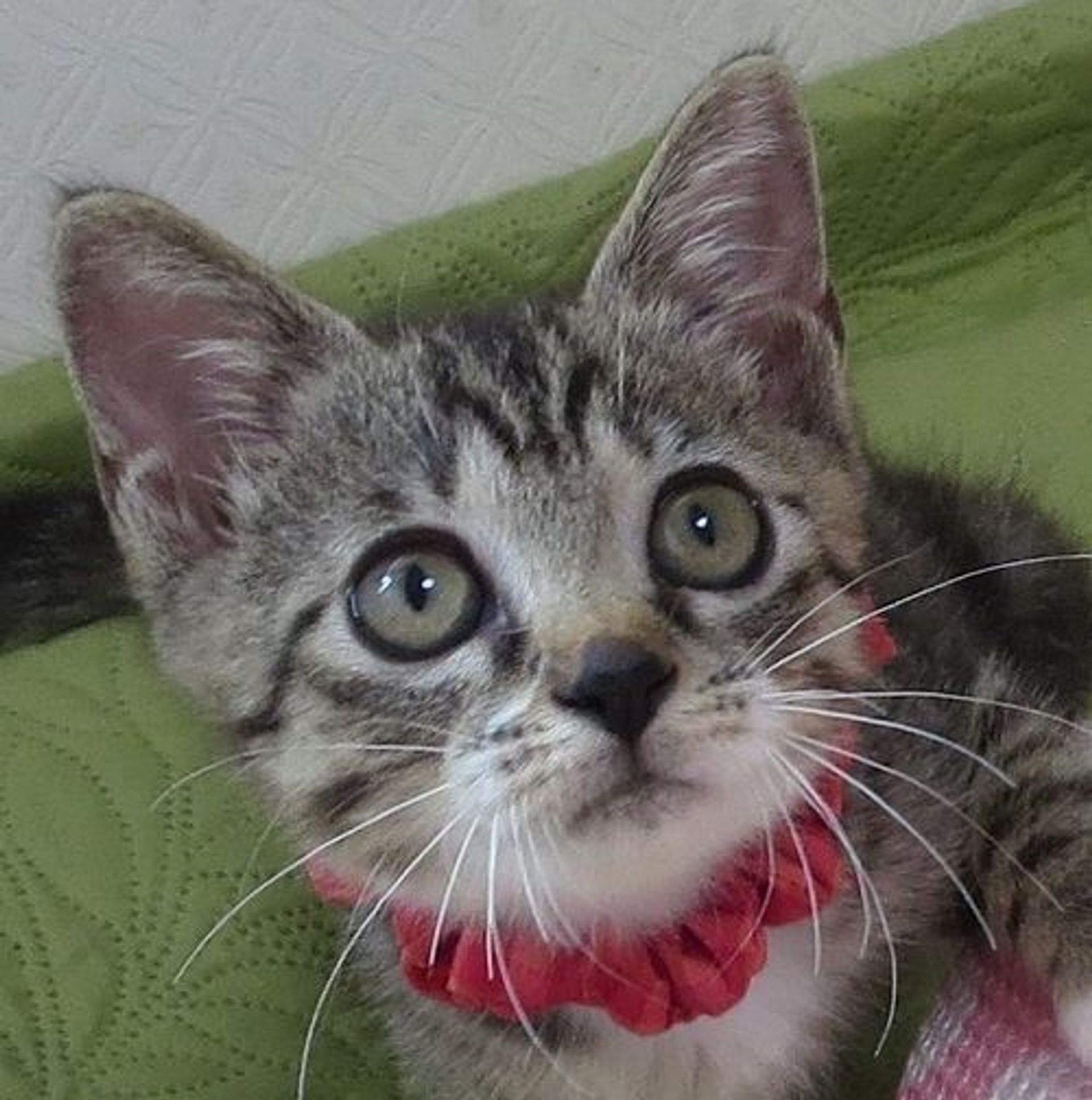 雑種（ミックス猫）・メスの里親募集の写真