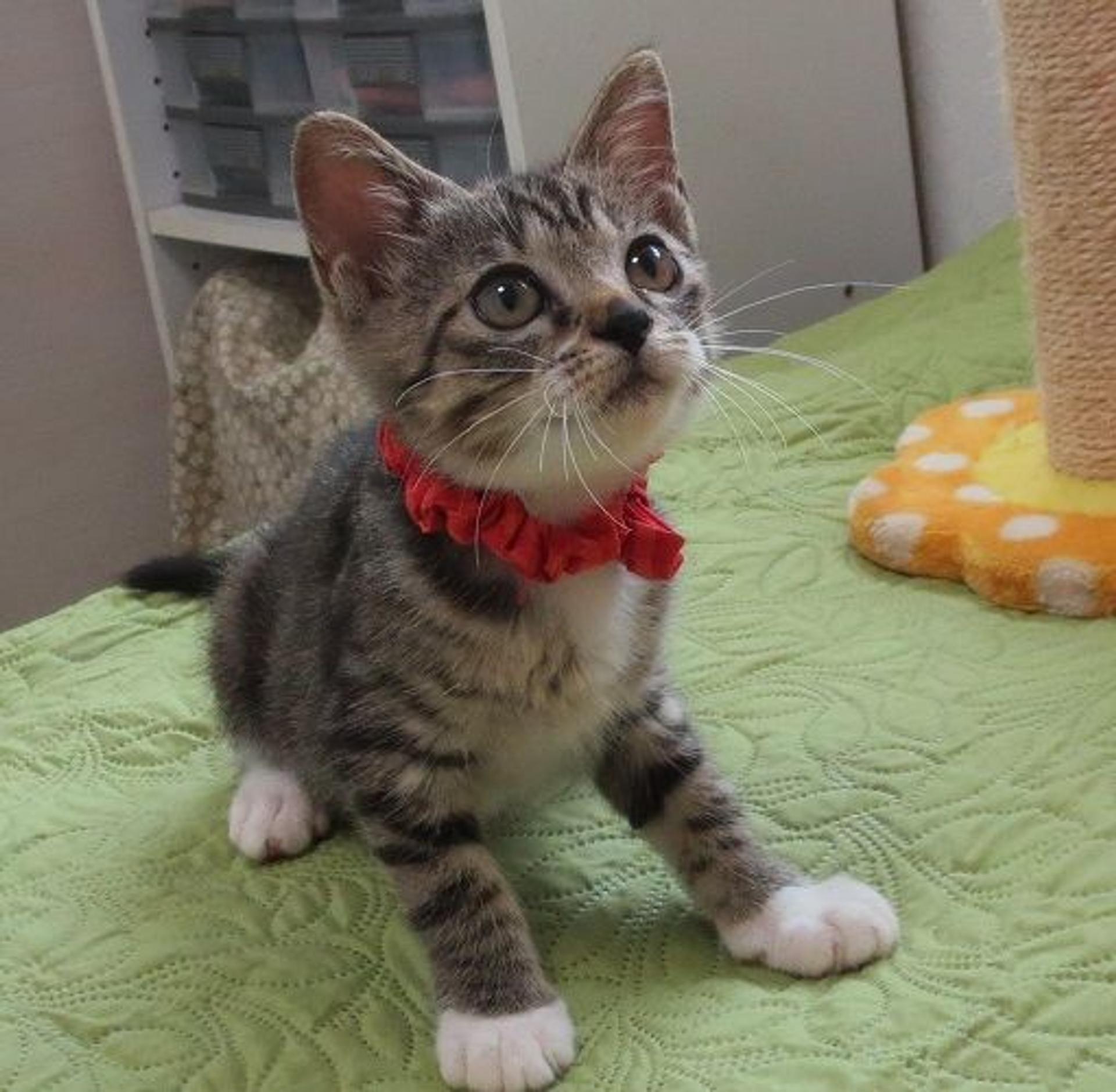 pet-image-2