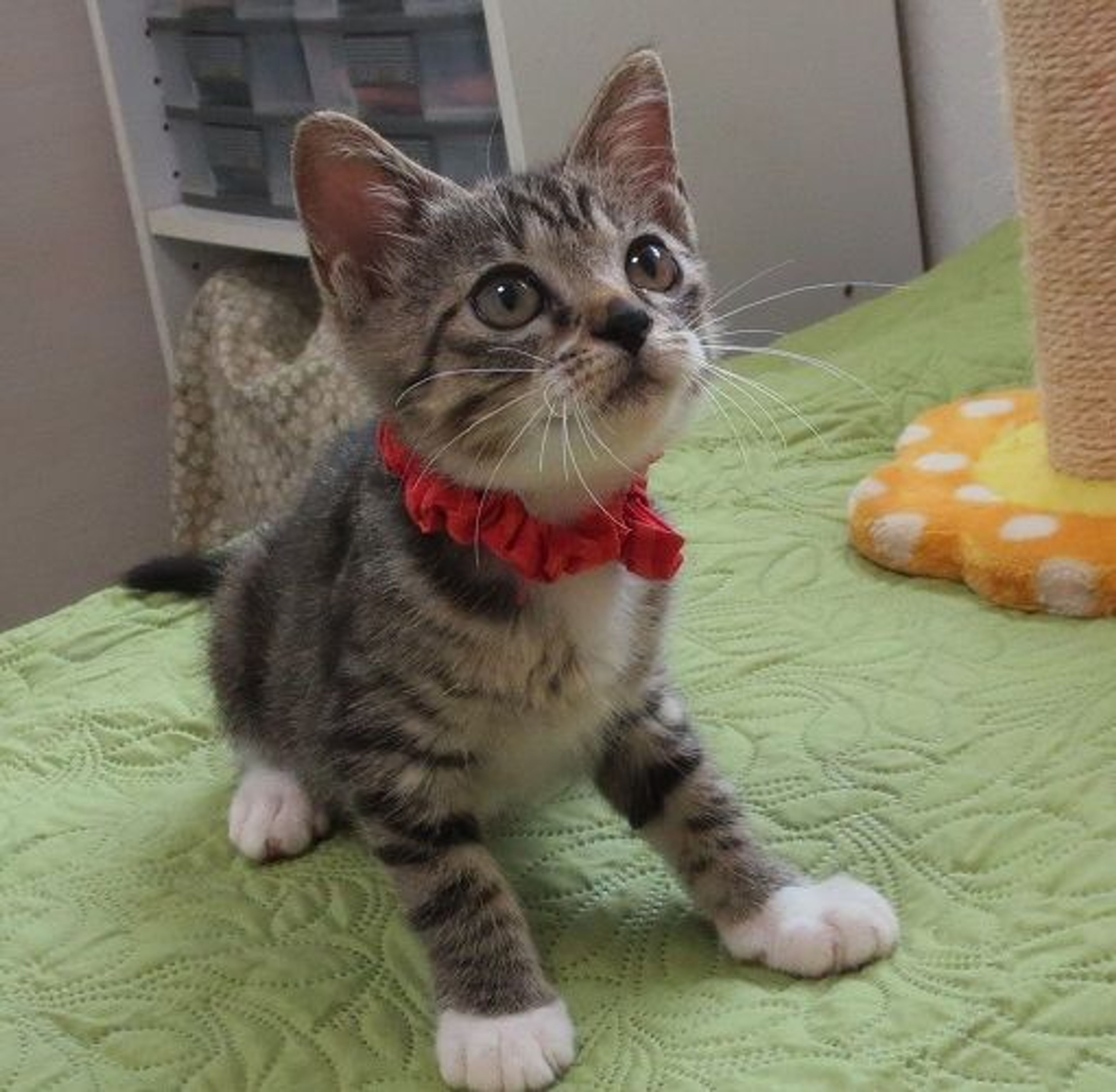 pet-image-2