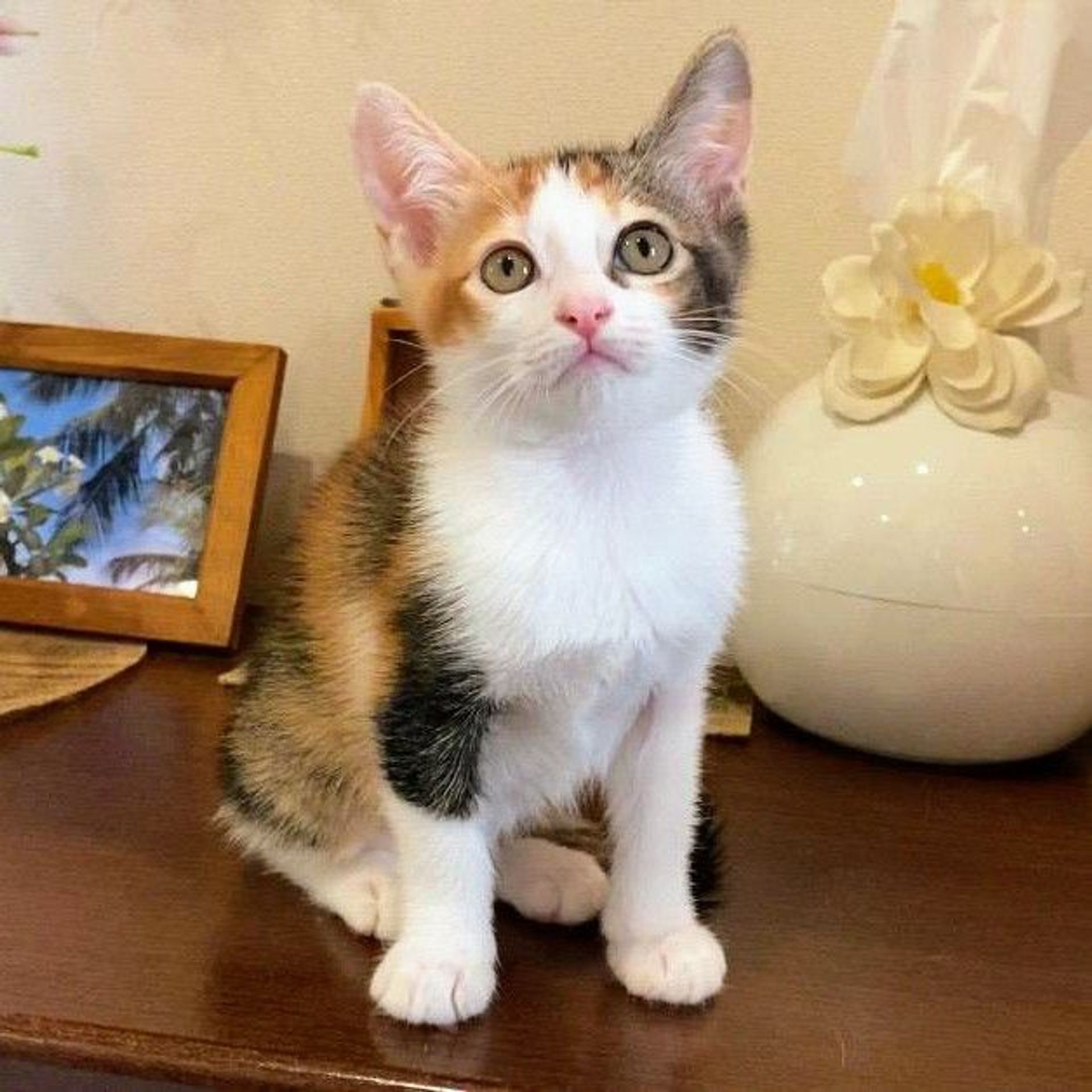 雑種（ミックス猫）・メスの里親募集の写真