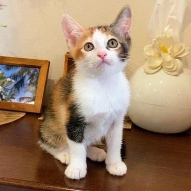 小倉トーストの写真