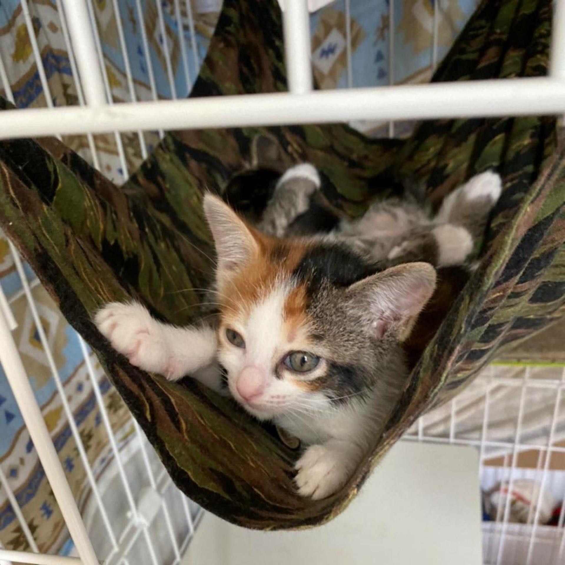 pet-image-5