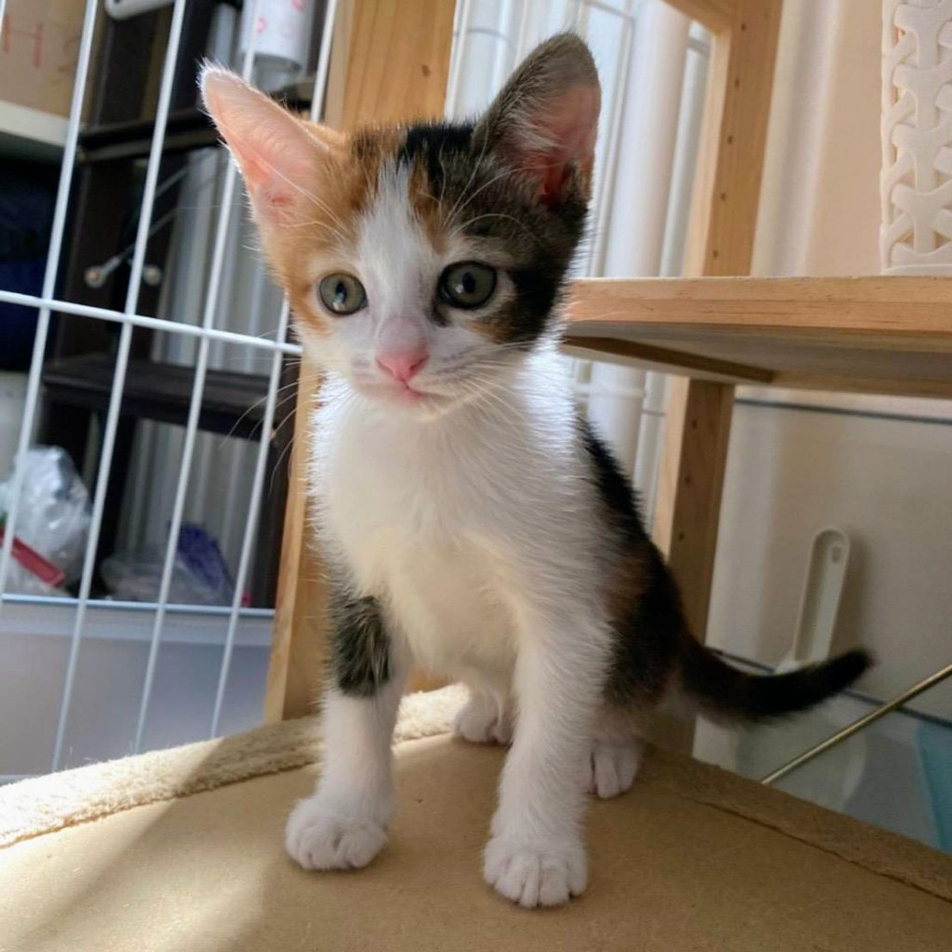 pet-image-6