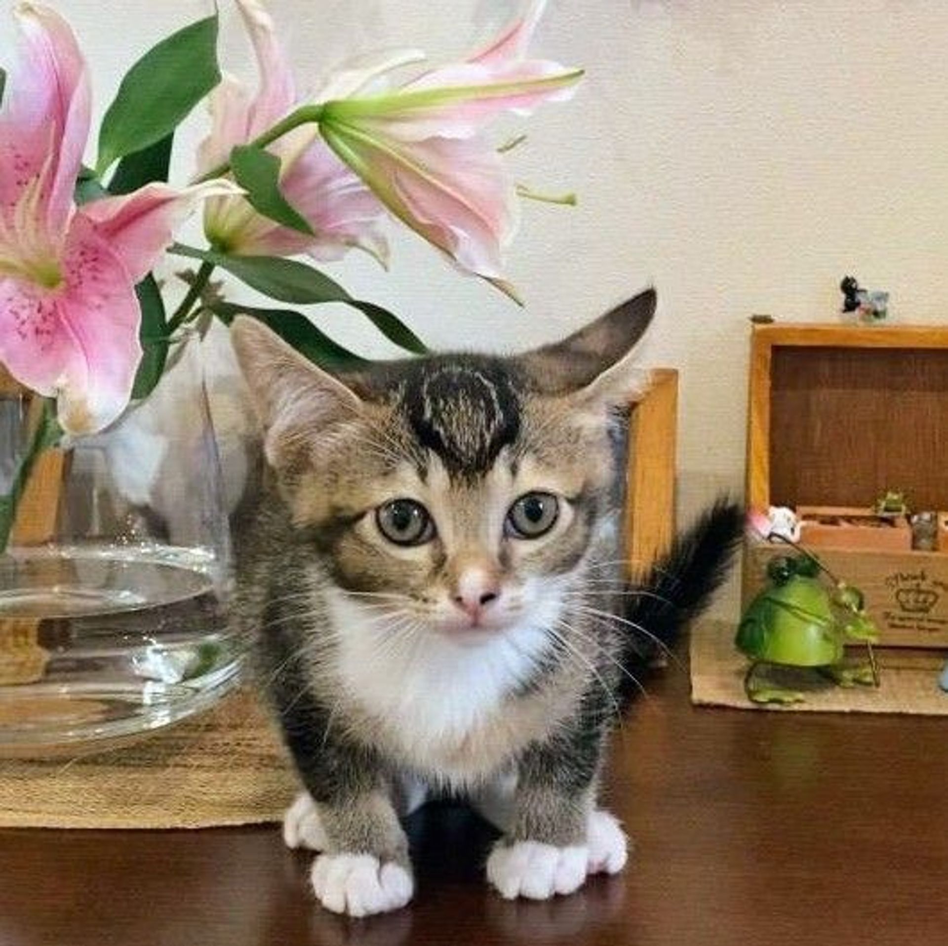 雑種（ミックス猫）・メスの里親募集の写真