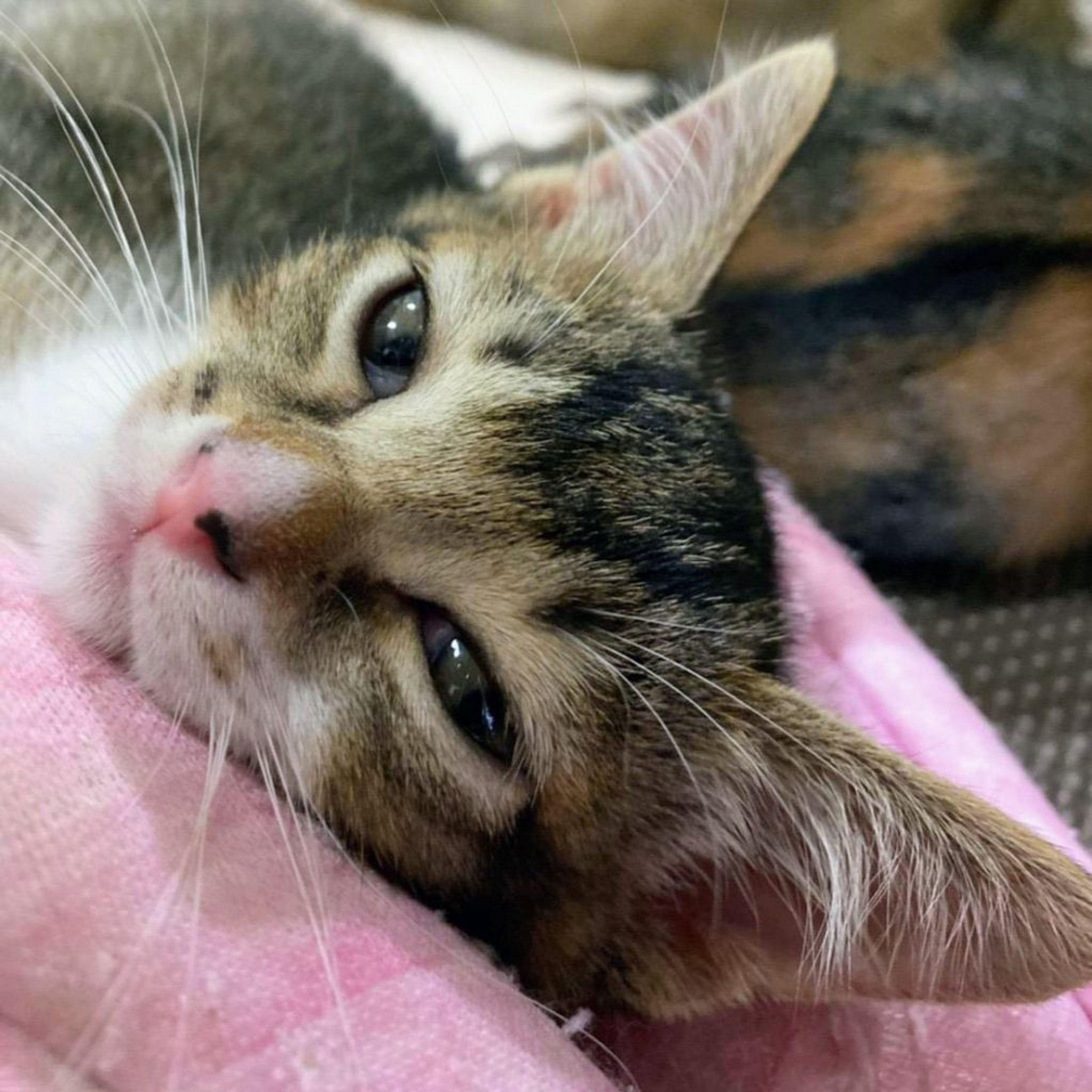 pet-image-3