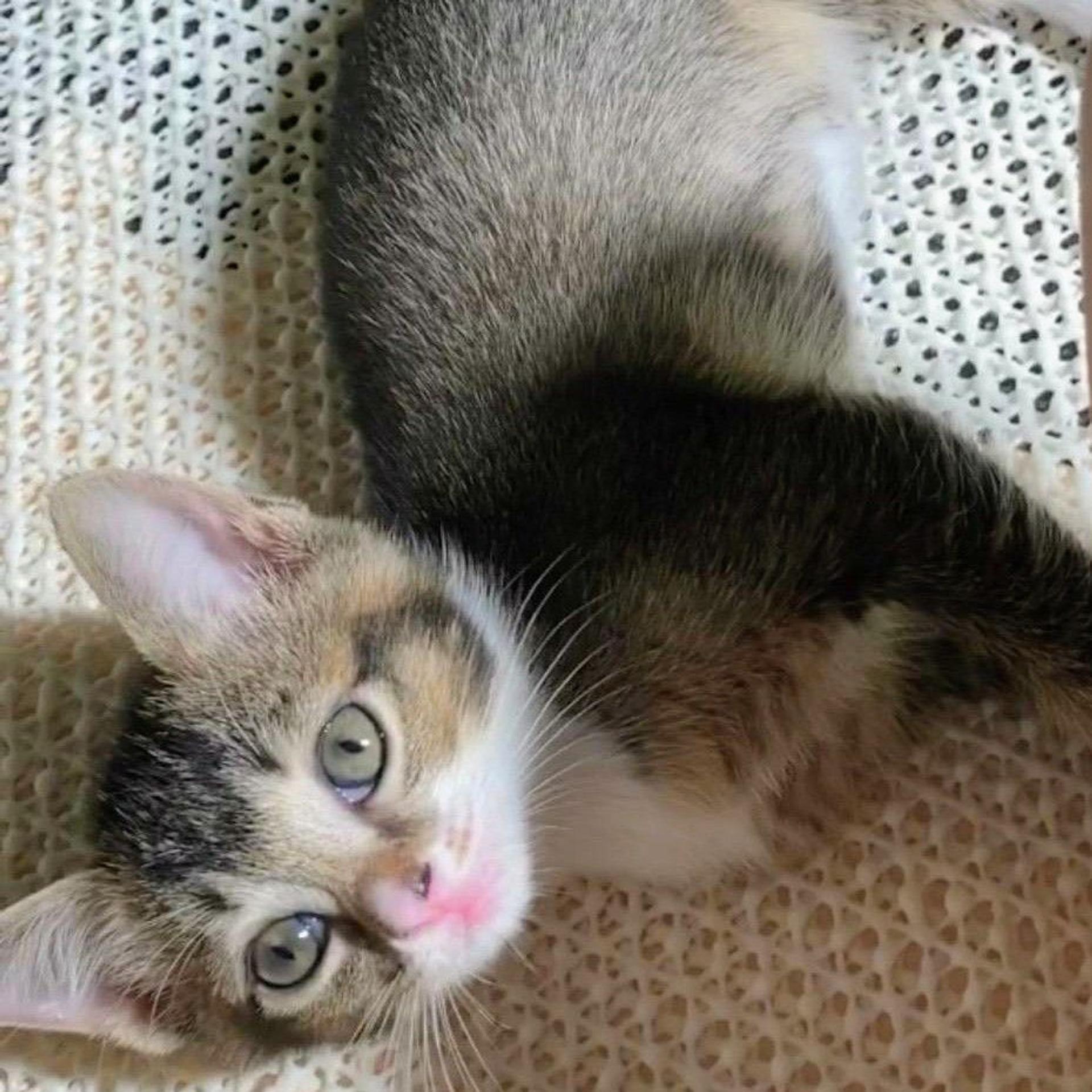 pet-image-4