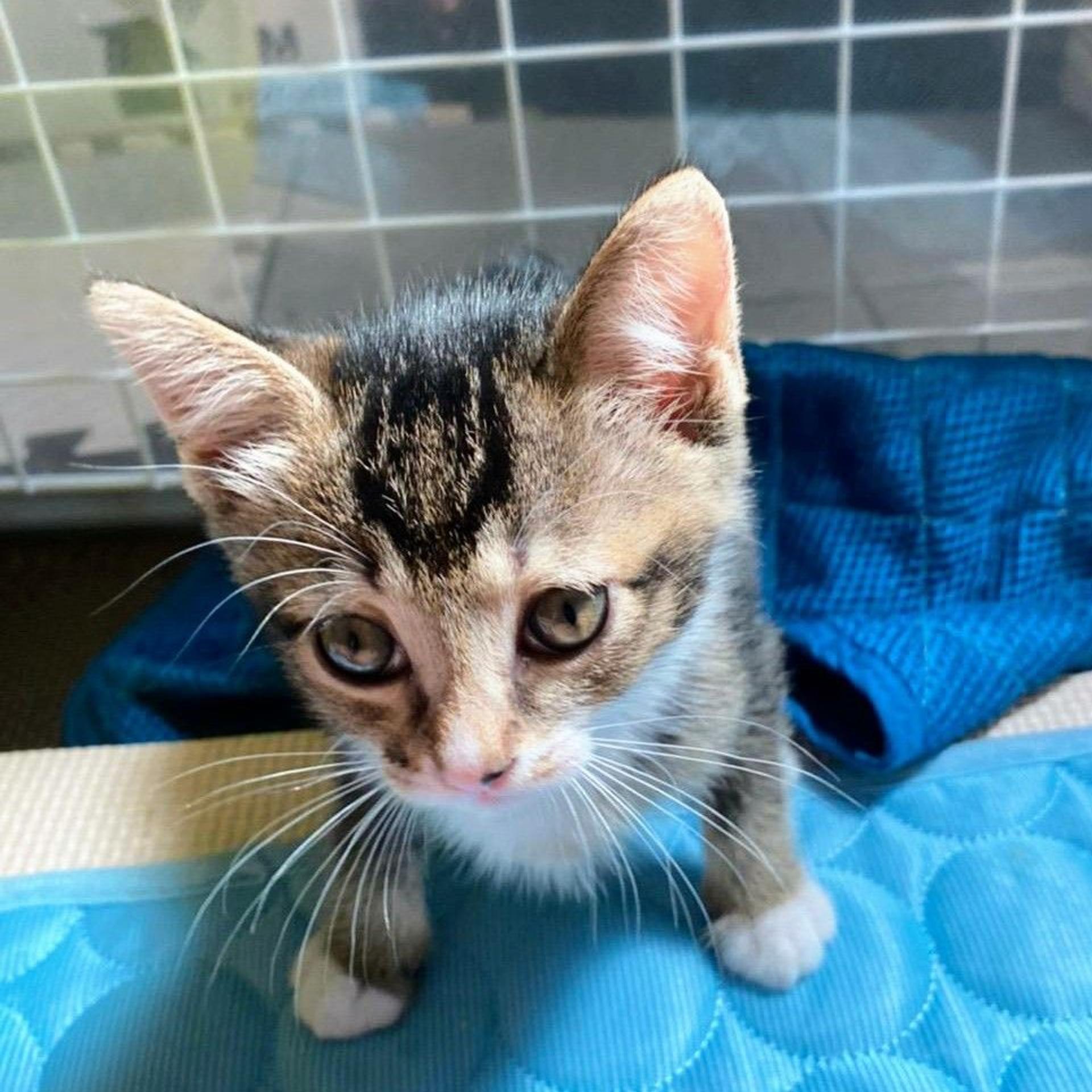 pet-image-9