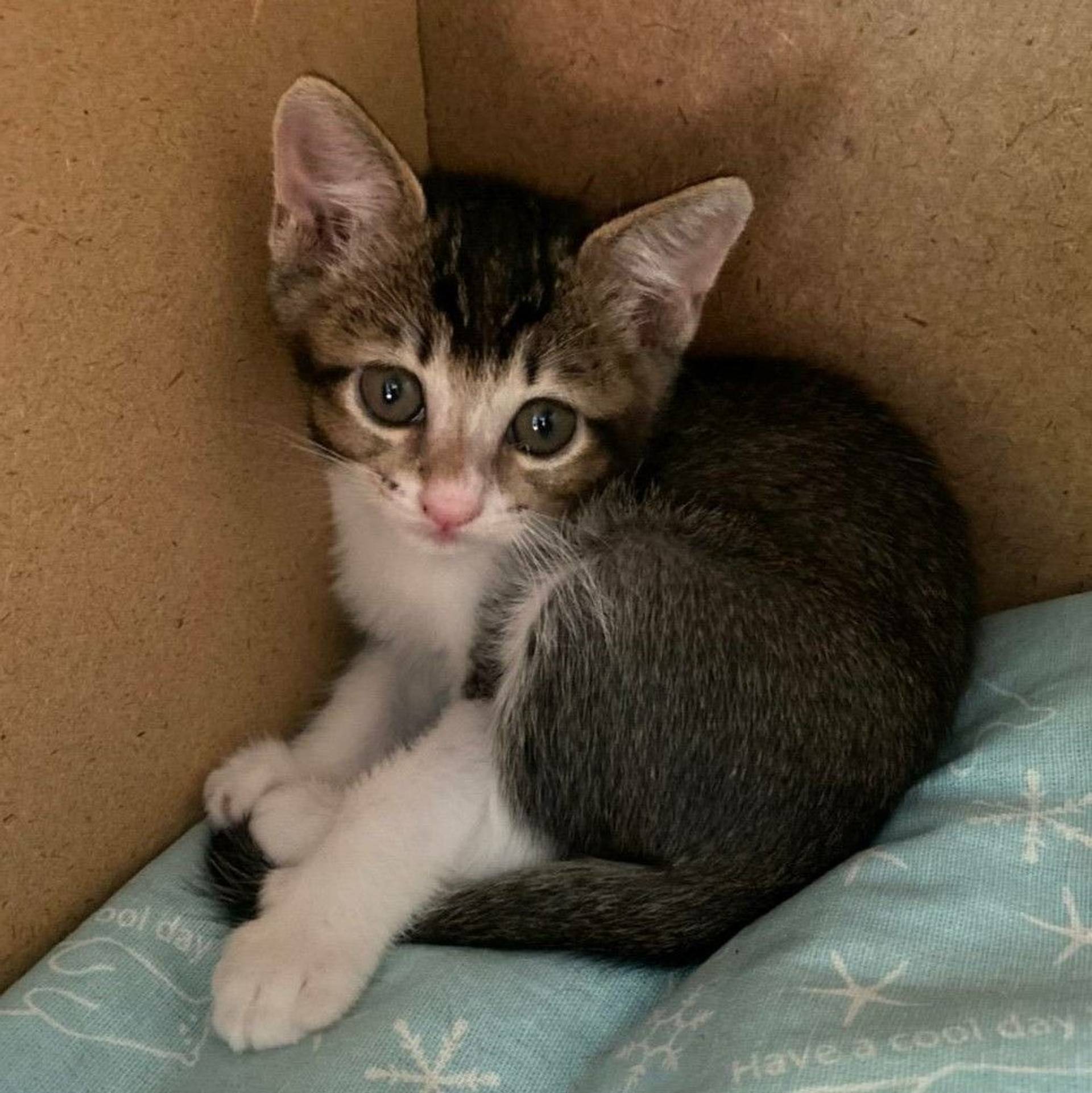 雑種（ミックス猫）・メスの里親募集の写真