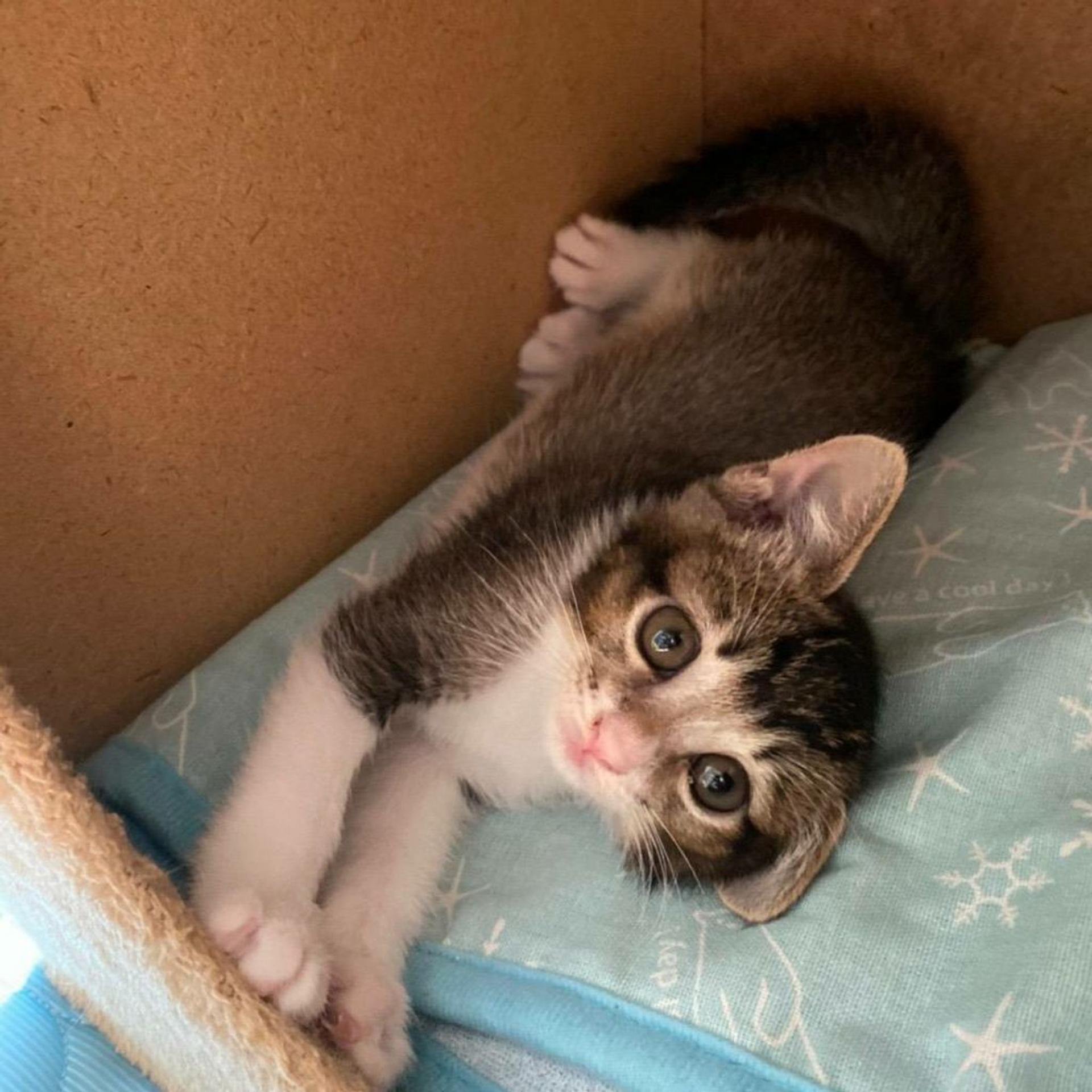 pet-image-3