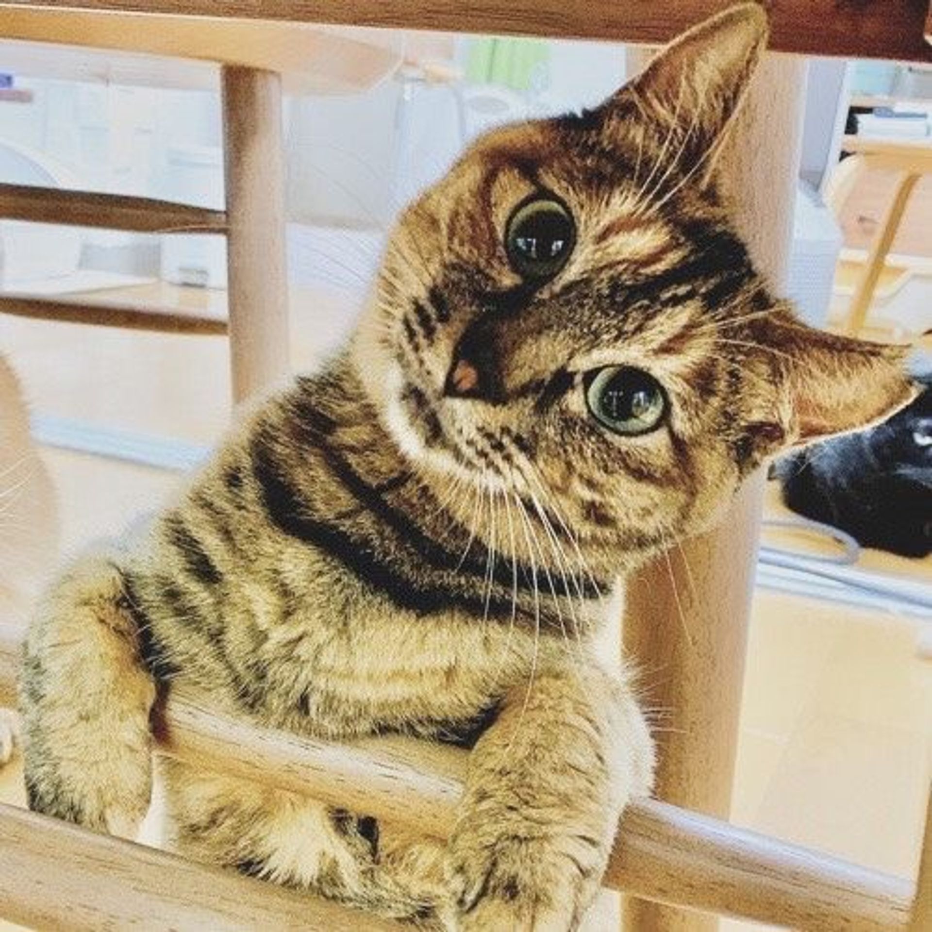 雑種（ミックス猫）・メスの里親募集の写真