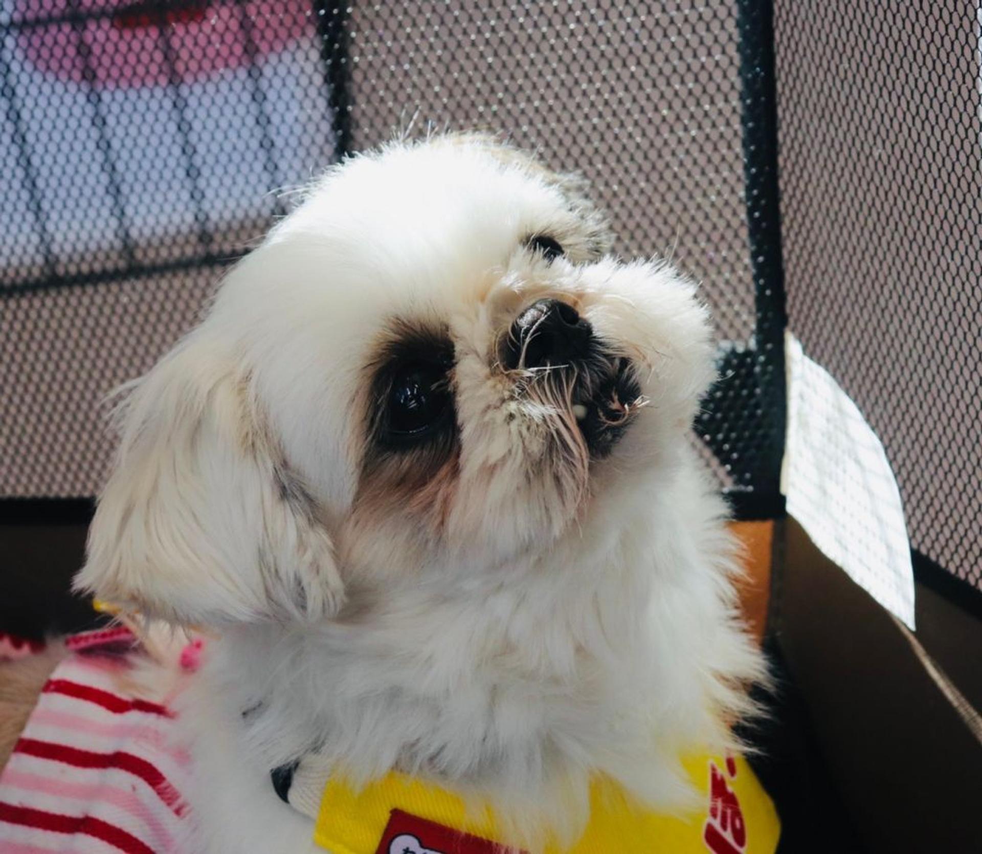 pet-image-3