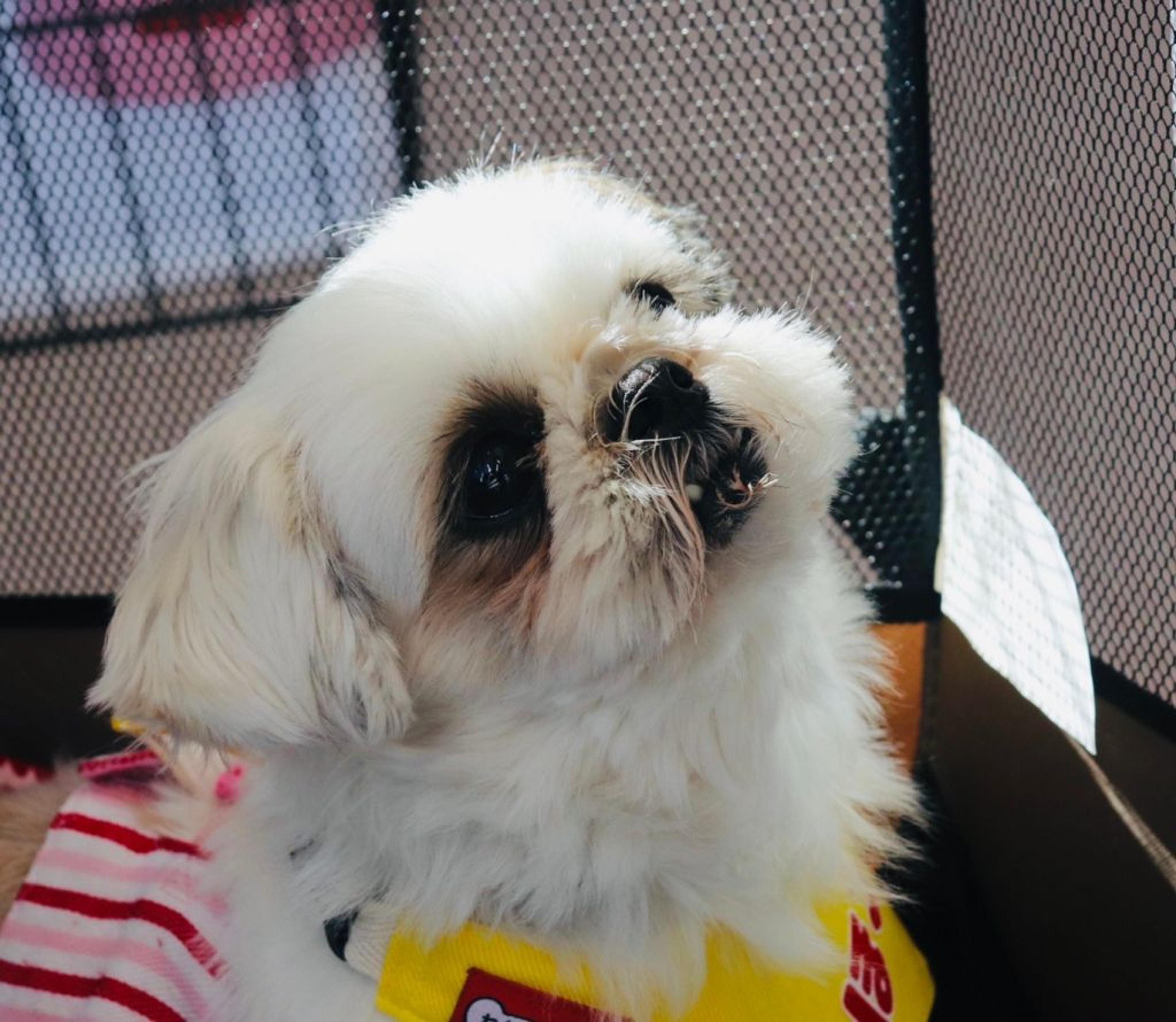 pet-image-3