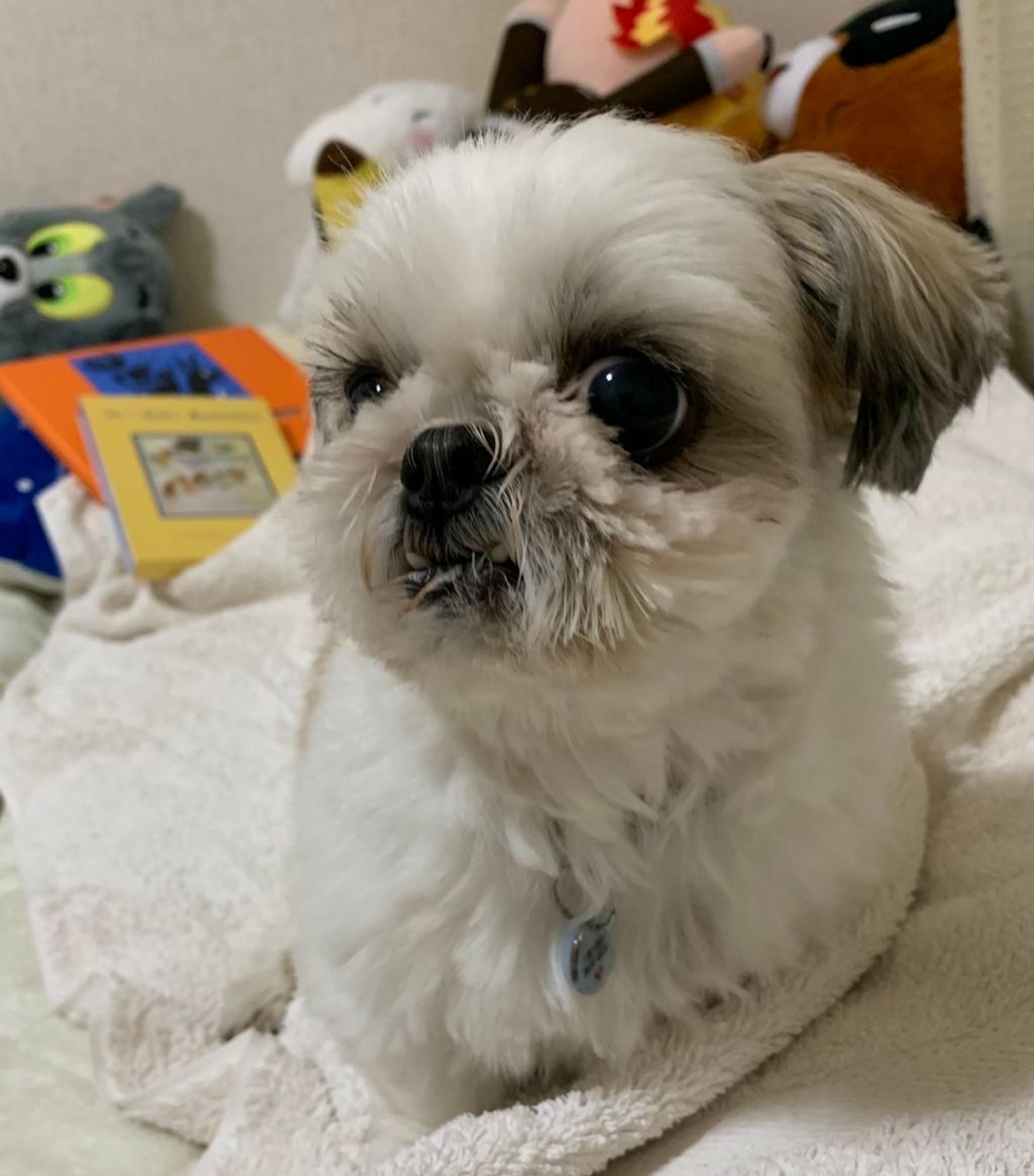 pet-image-4