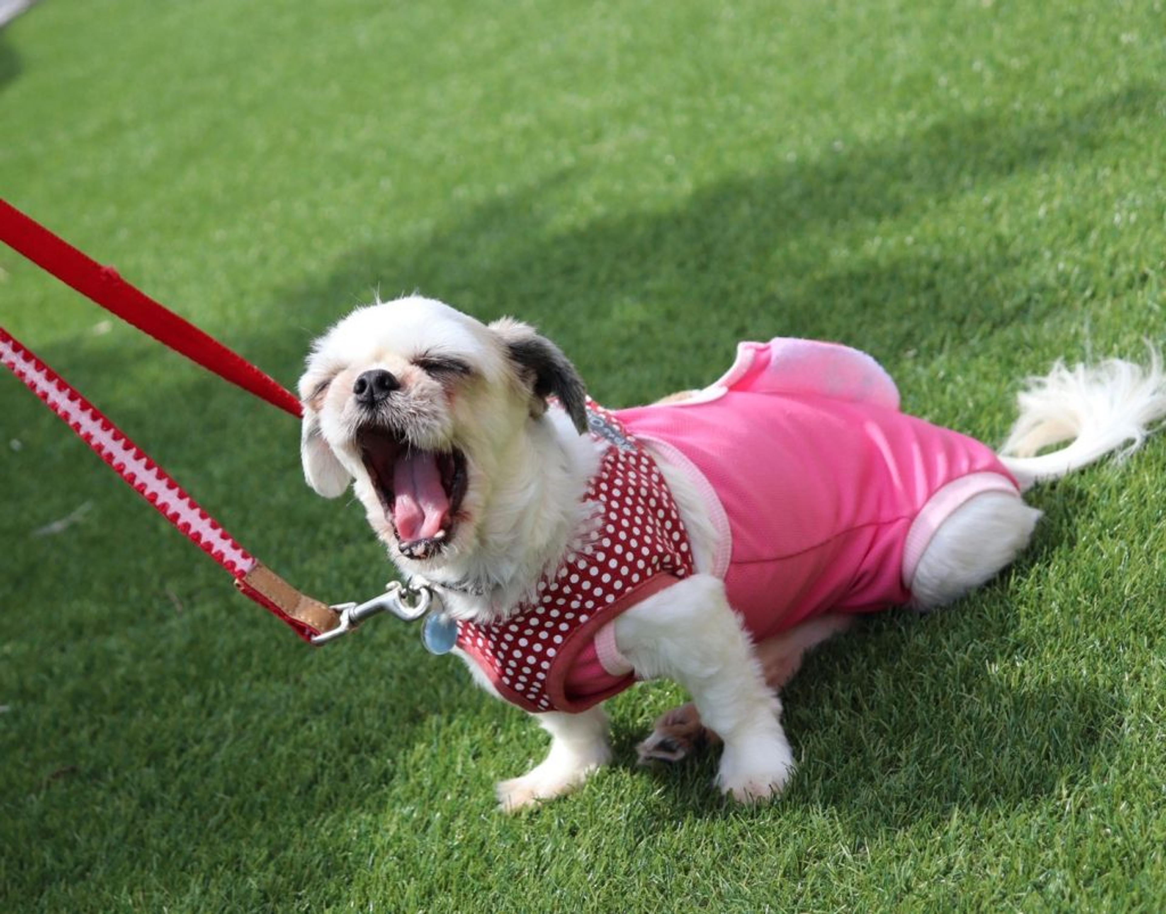 pet-image-7