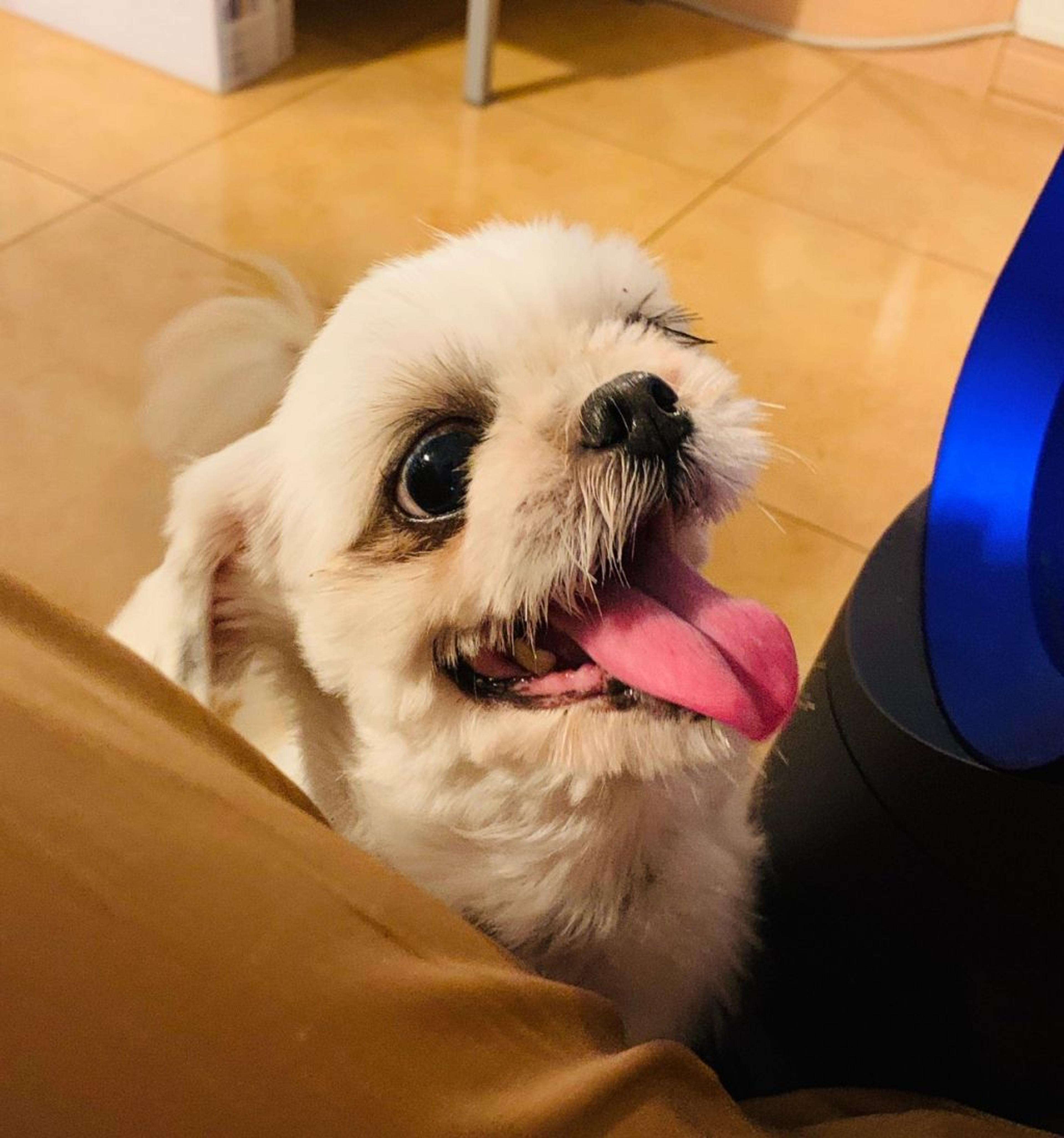 pet-image-8