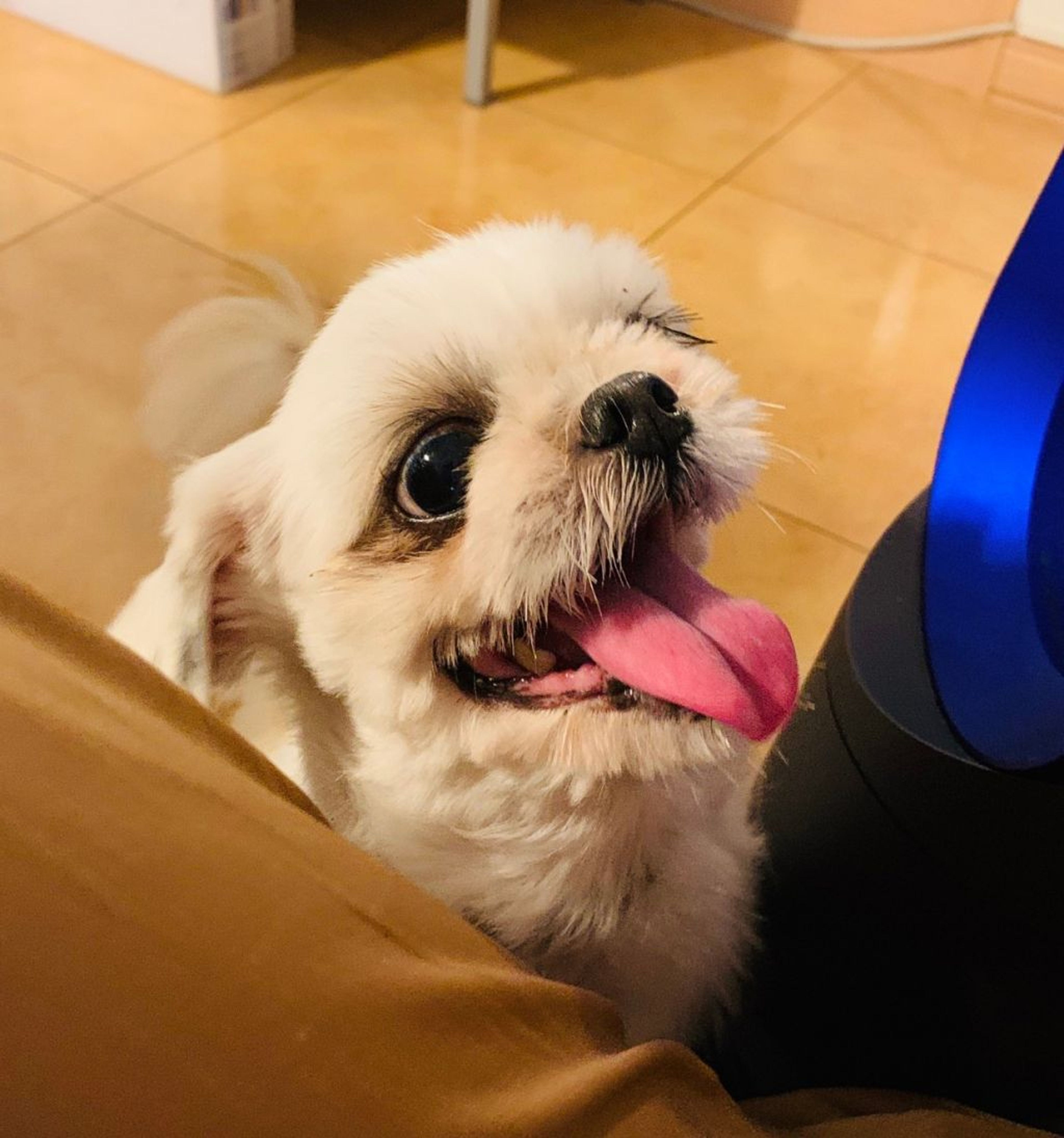 pet-image-8