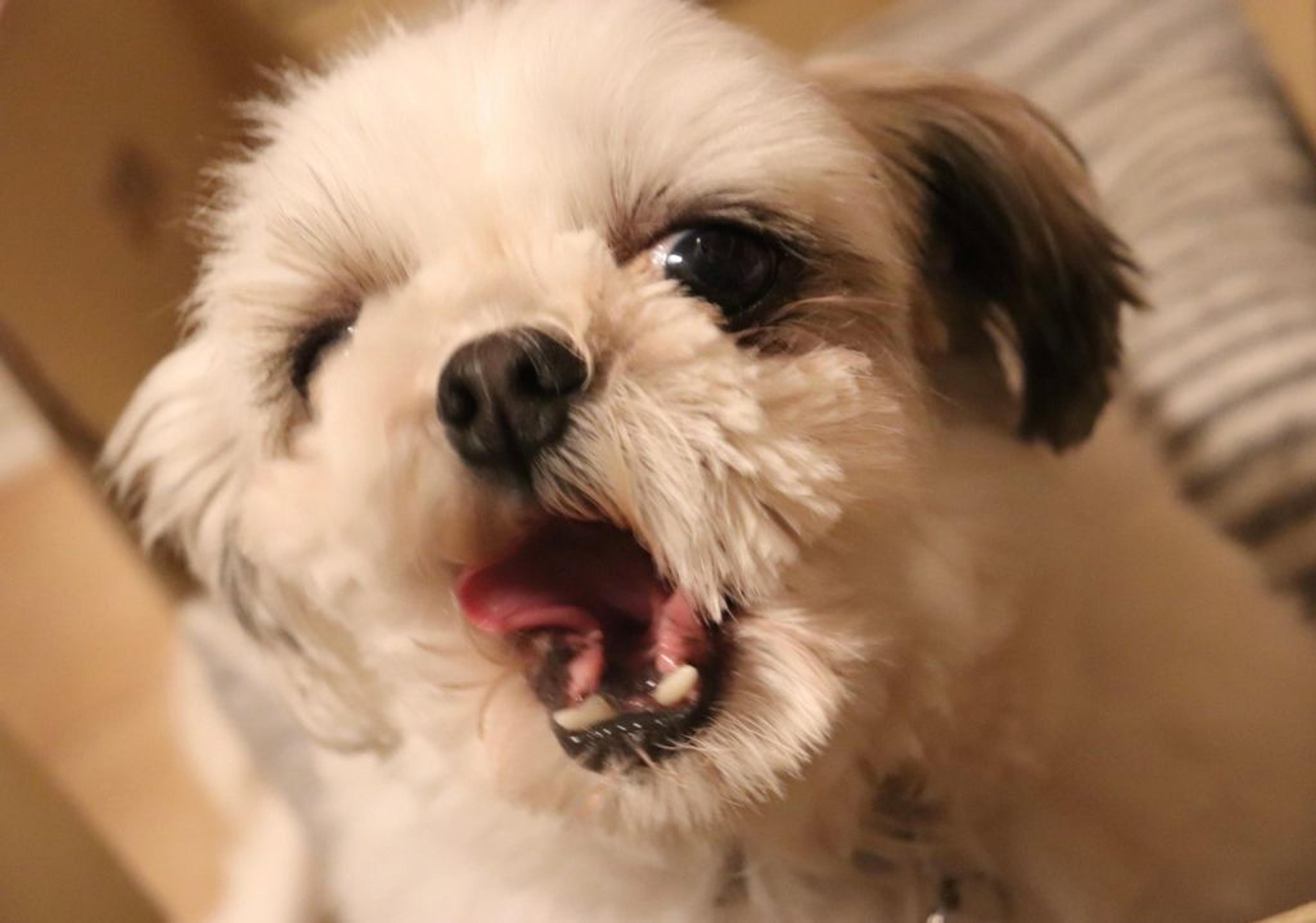 pet-image-9